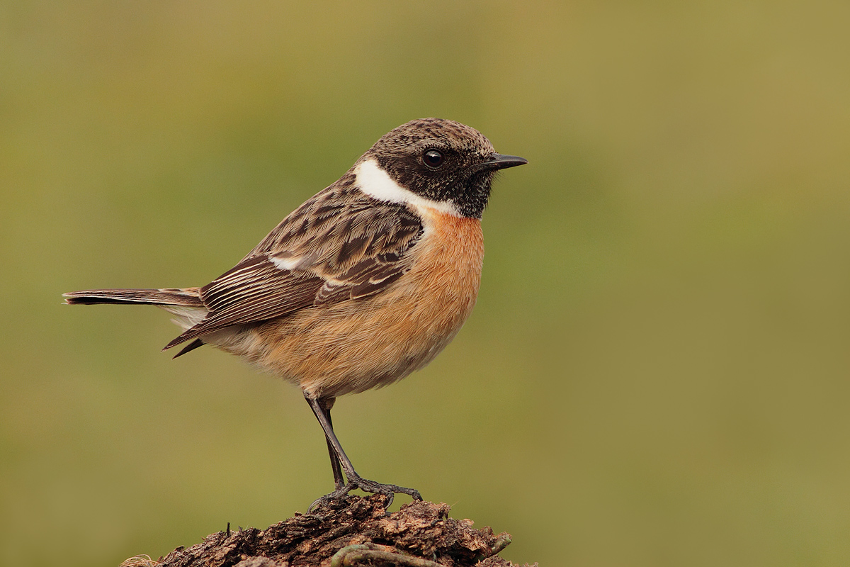 Stonechat