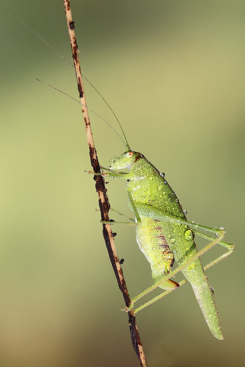 Cavalletta verticale