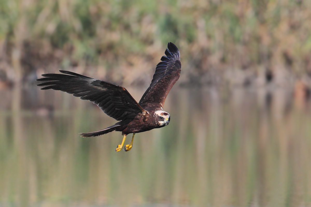 Falco di palude in caccia
