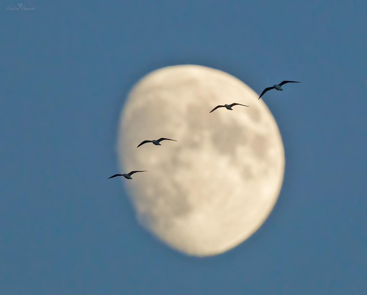 Il volo della speranza