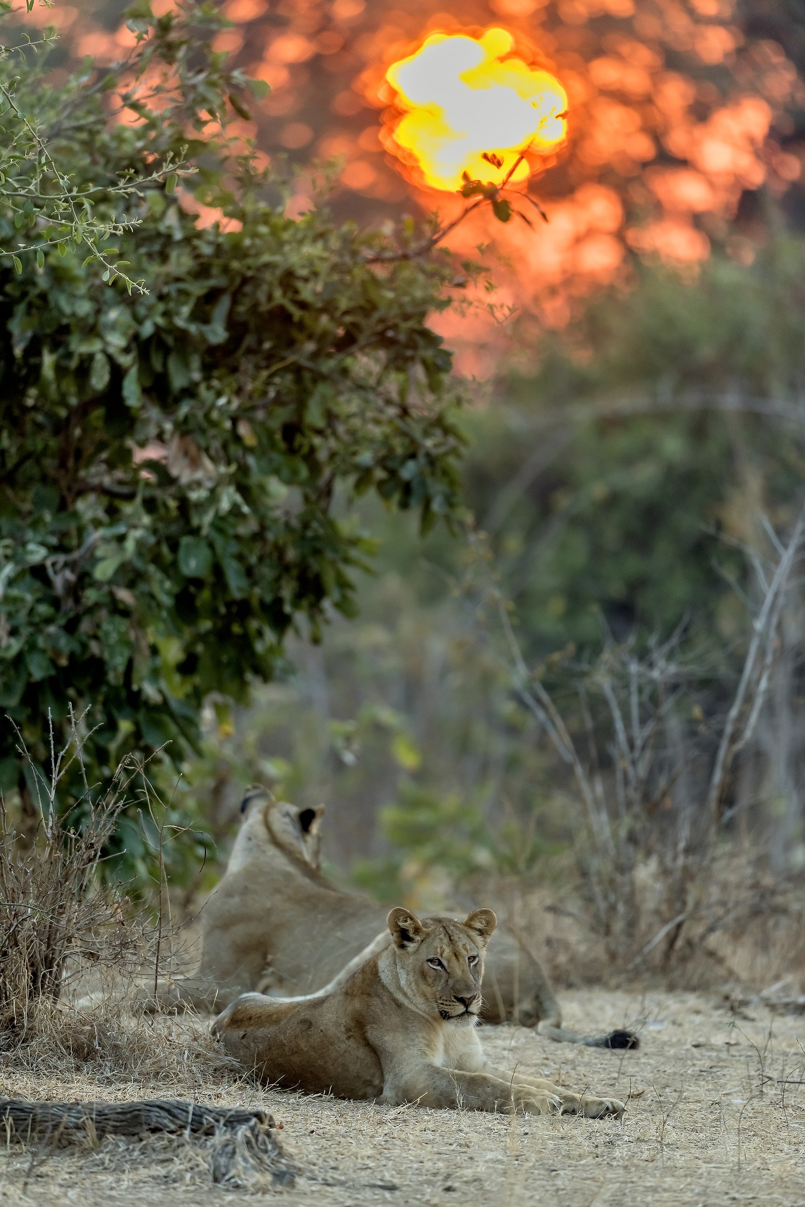 Zambia 2015 - All'alba