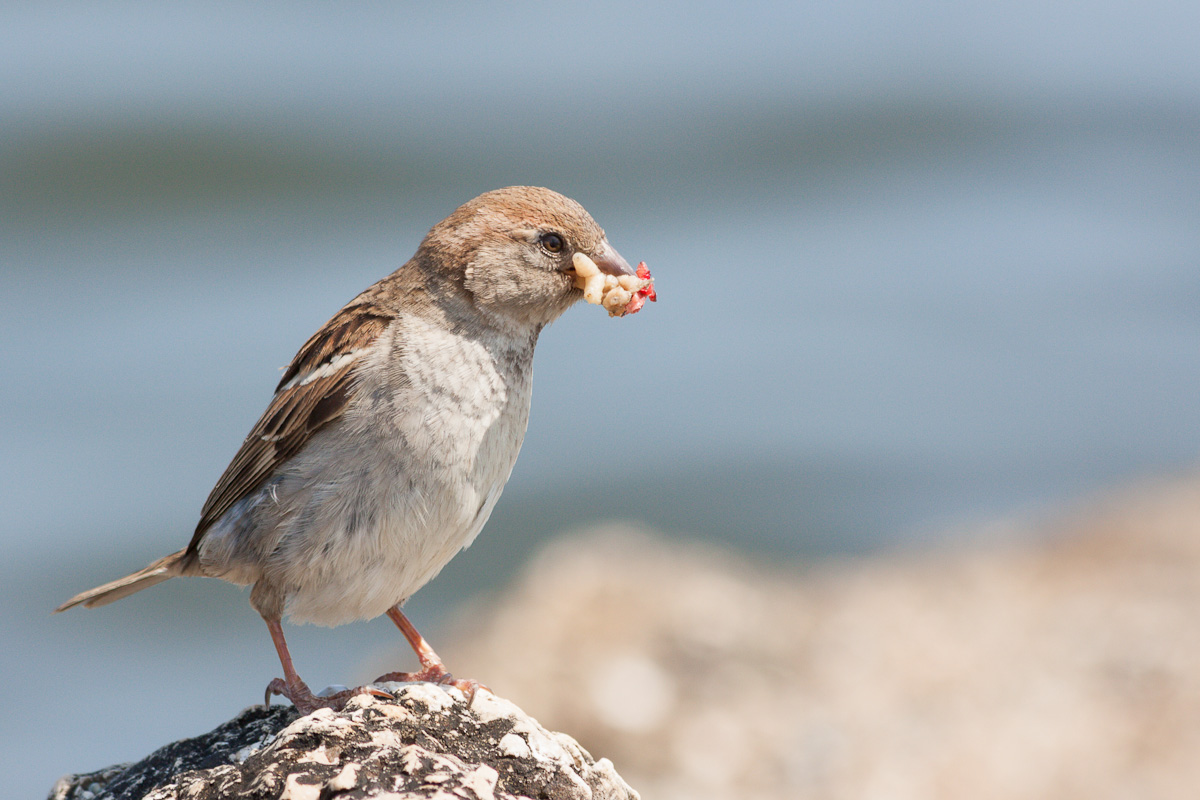 Female sparrow Italy