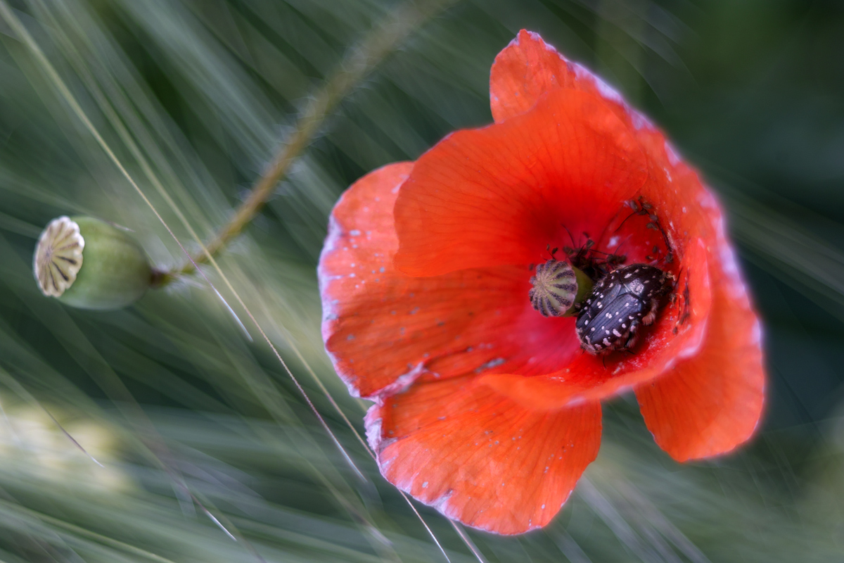 Rosso con Sorpresa..