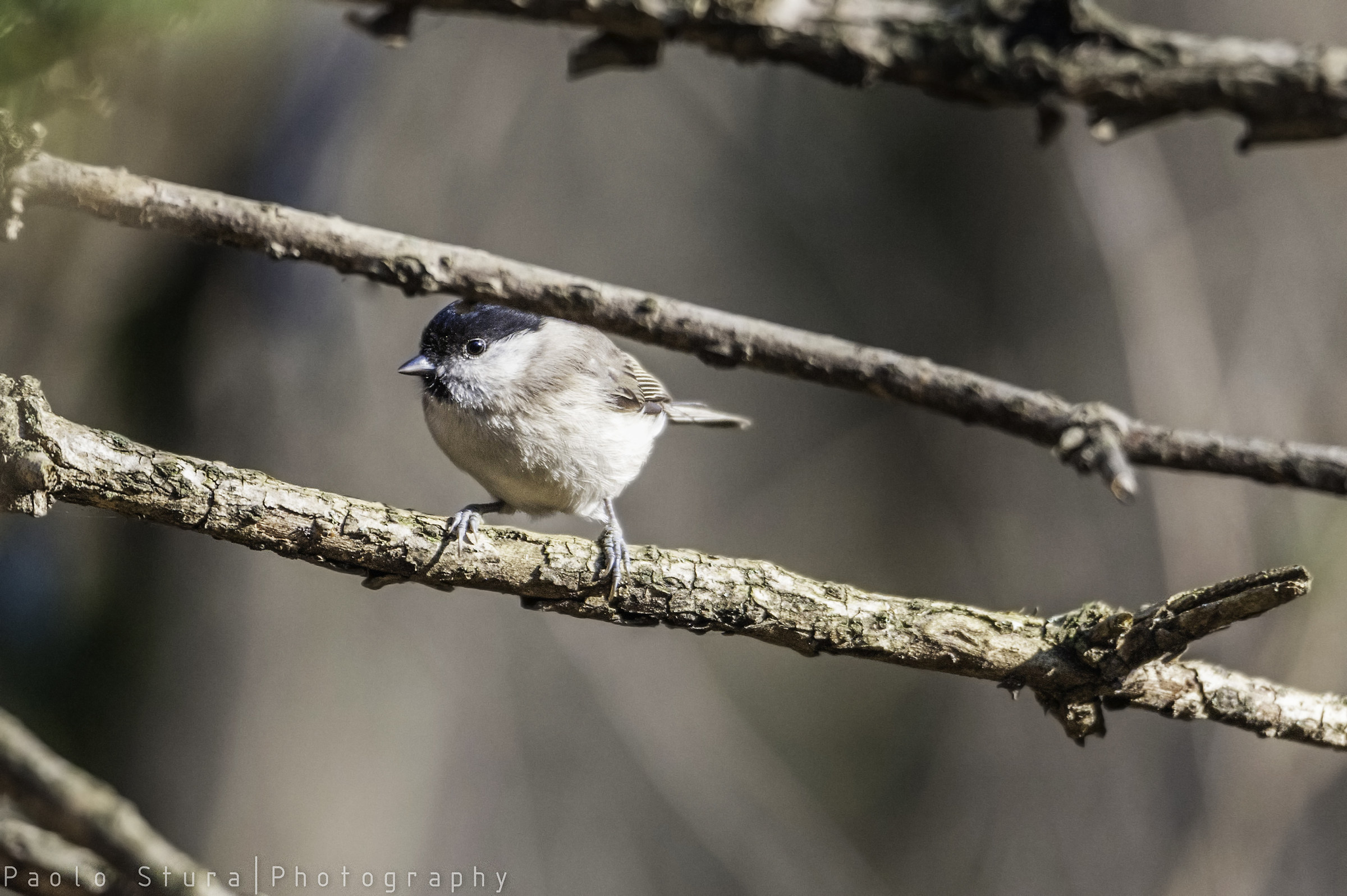 Chickadee