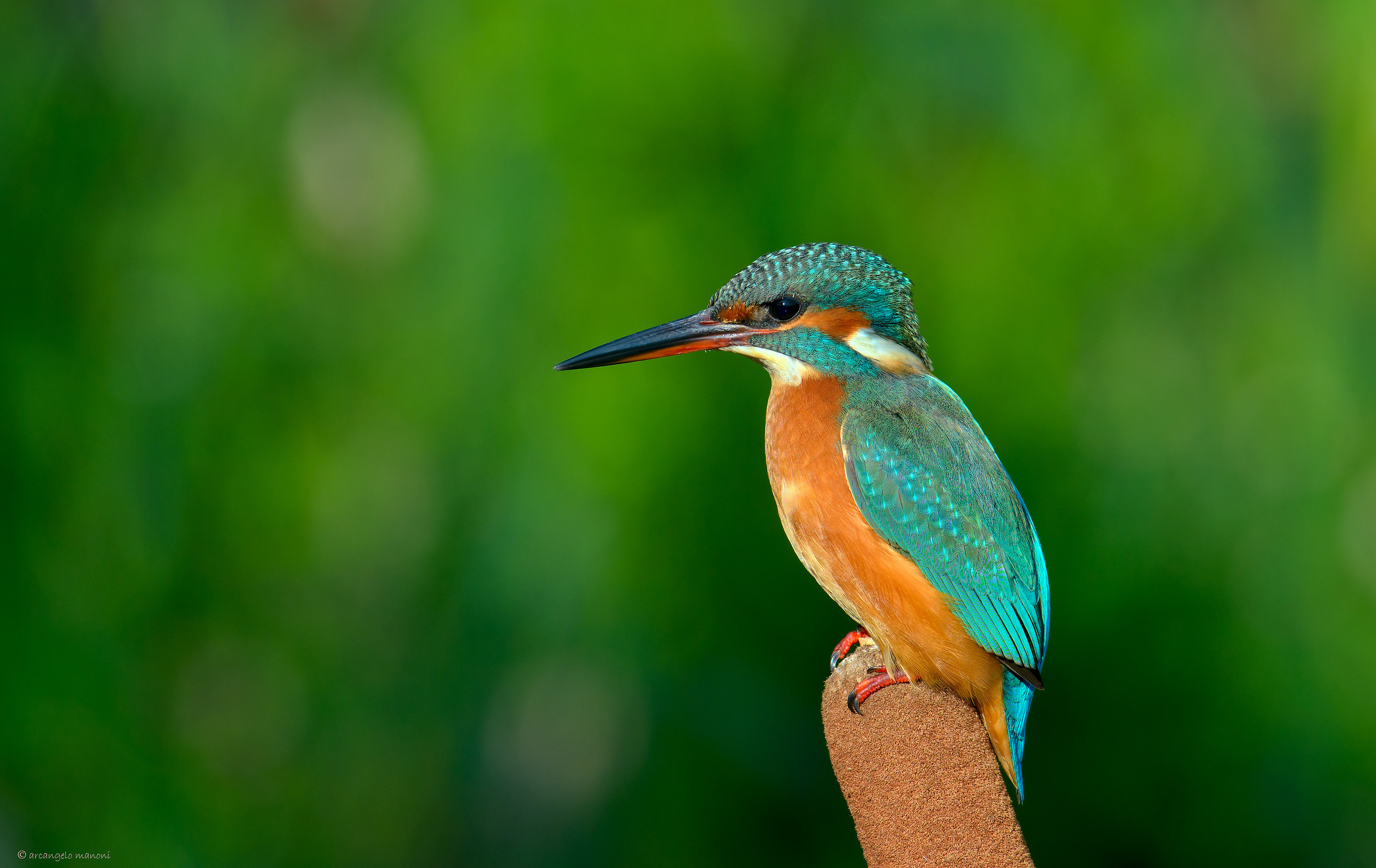 In groppa alla typha