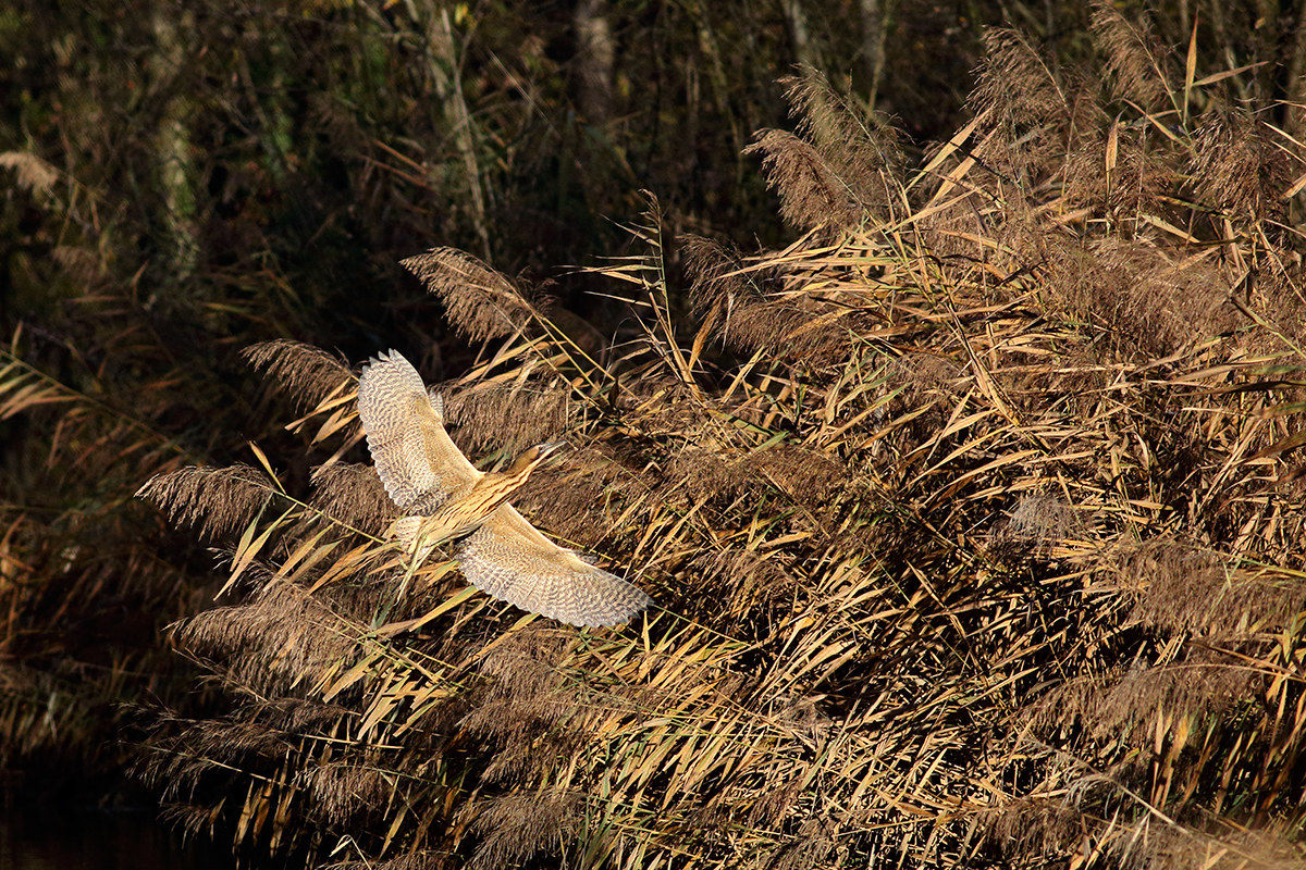 Il fantasma del canneto
