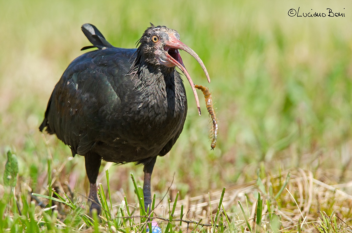 Amaro? (Hermit ibis)