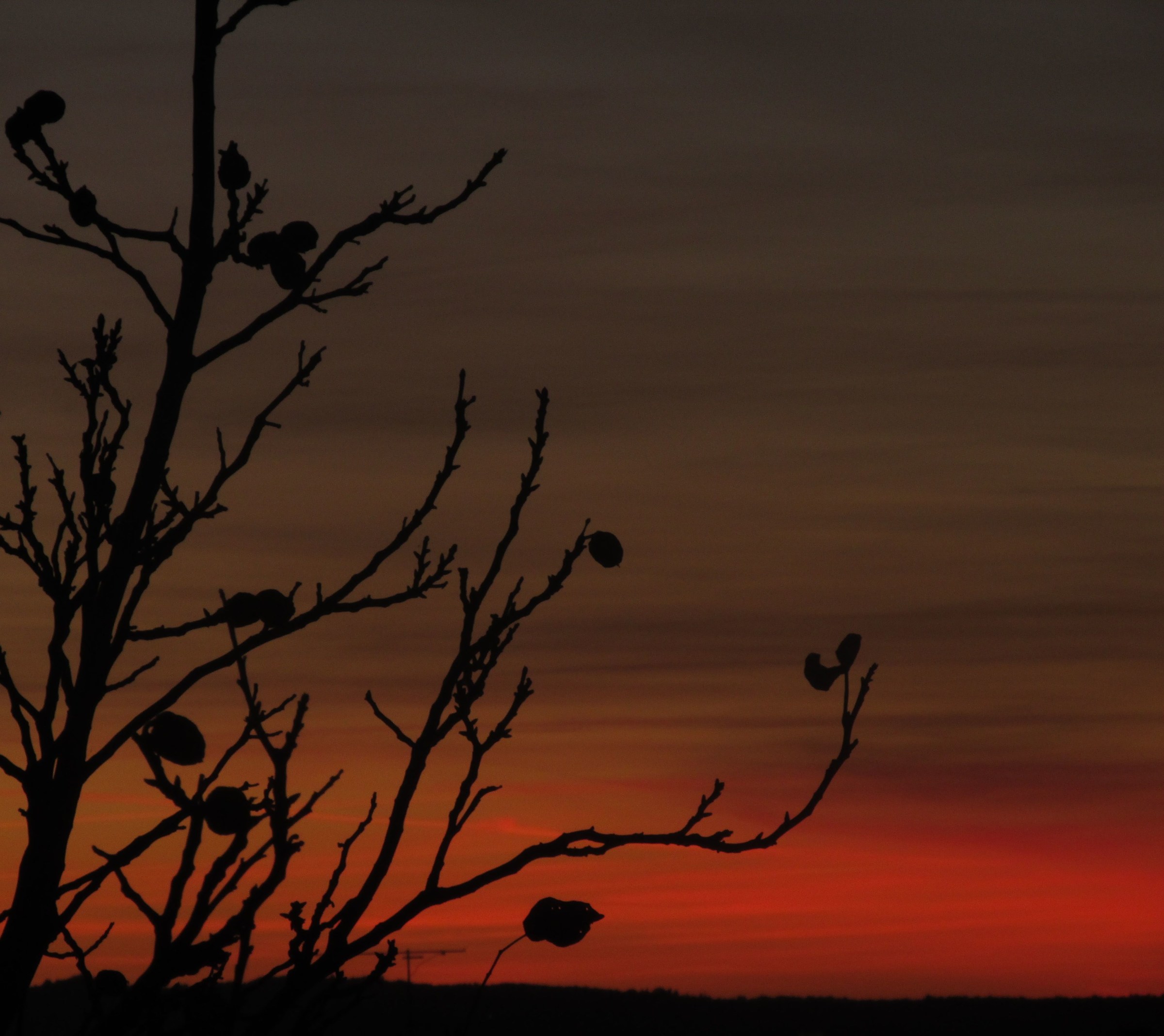 Sunset from backyard