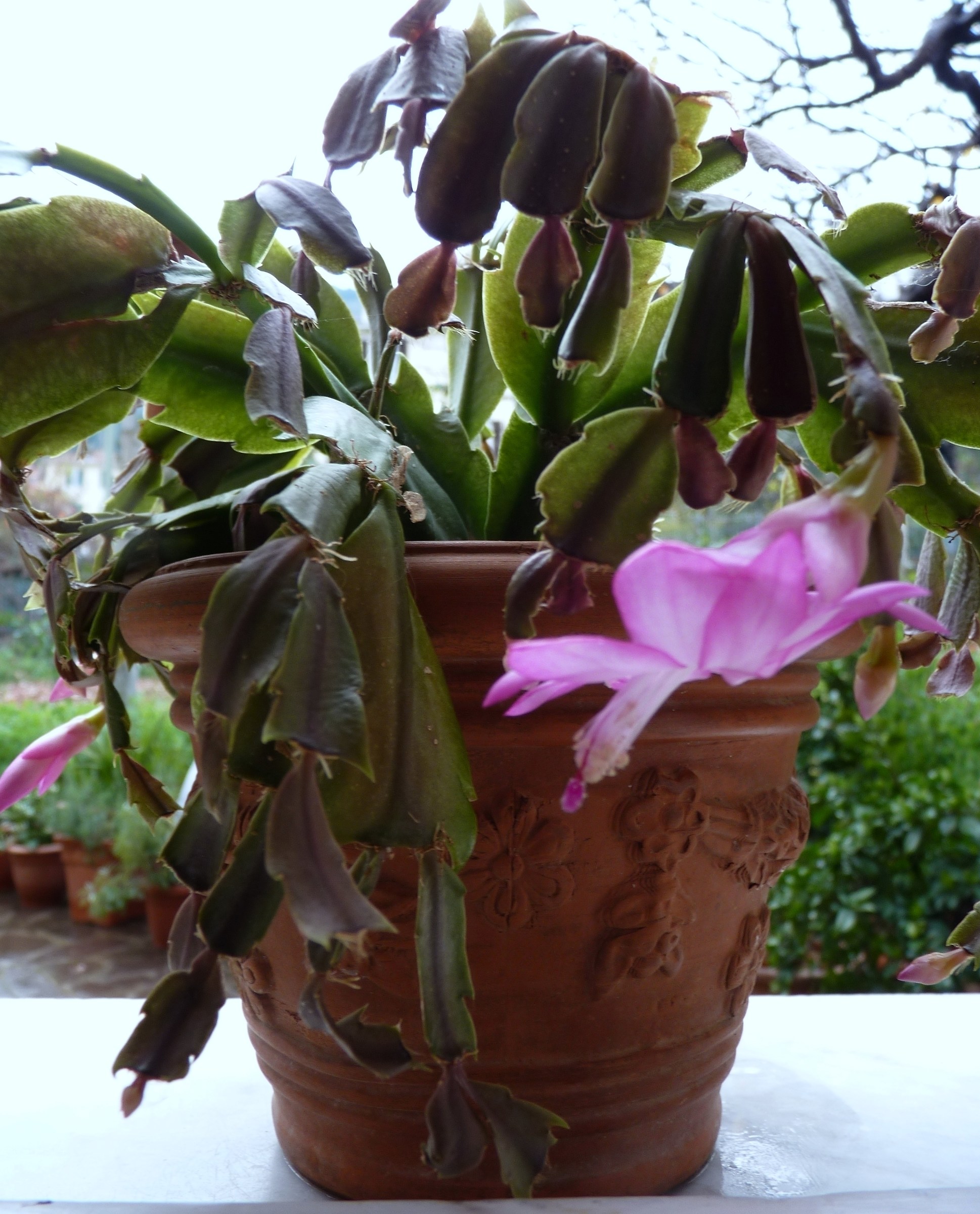 They are known as Christmas cactus small cactus or falling