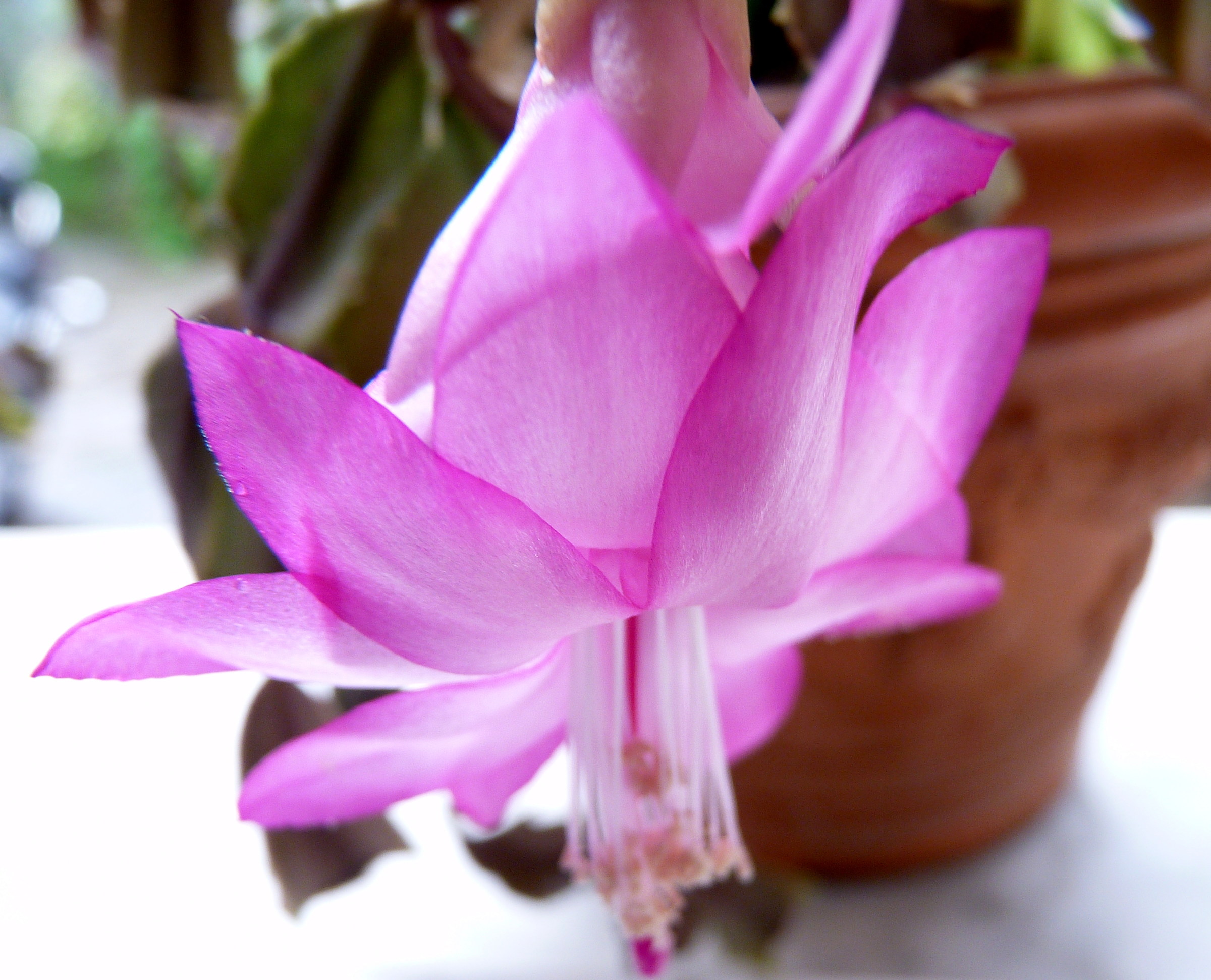 Flower Detail-Schlumbergera