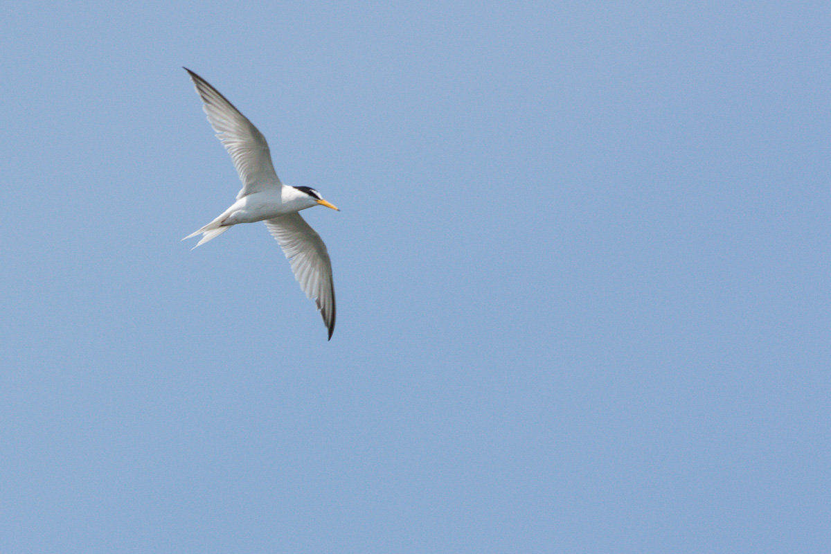 Common Tern
