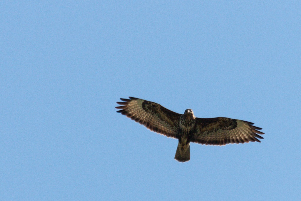 Buzzard