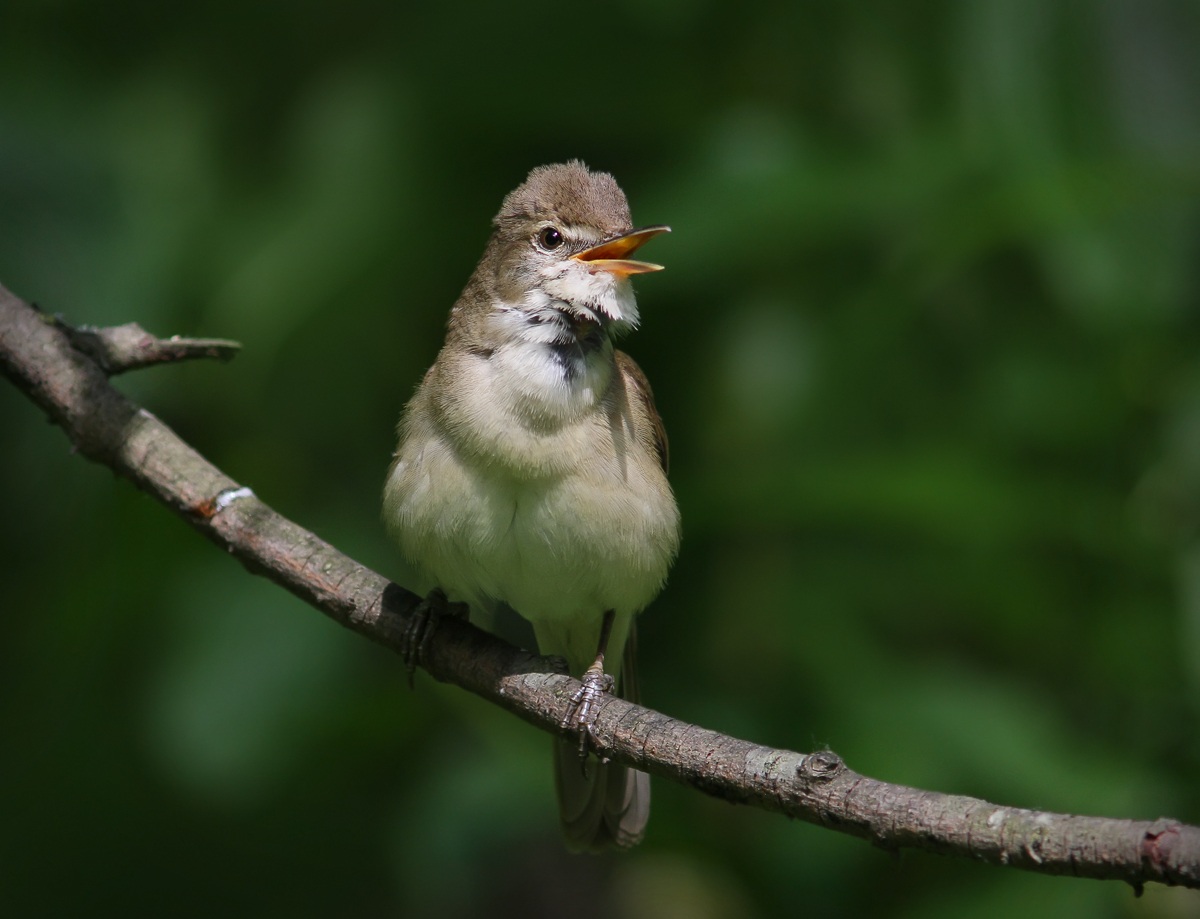 Cannaiola (Acrocephalus scirpaceus)
