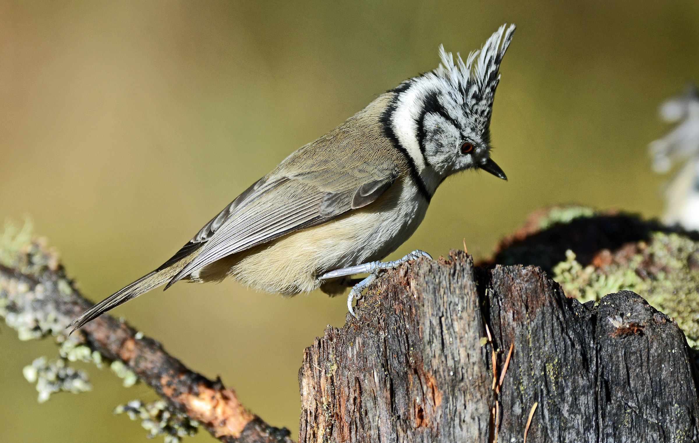 Crested tit