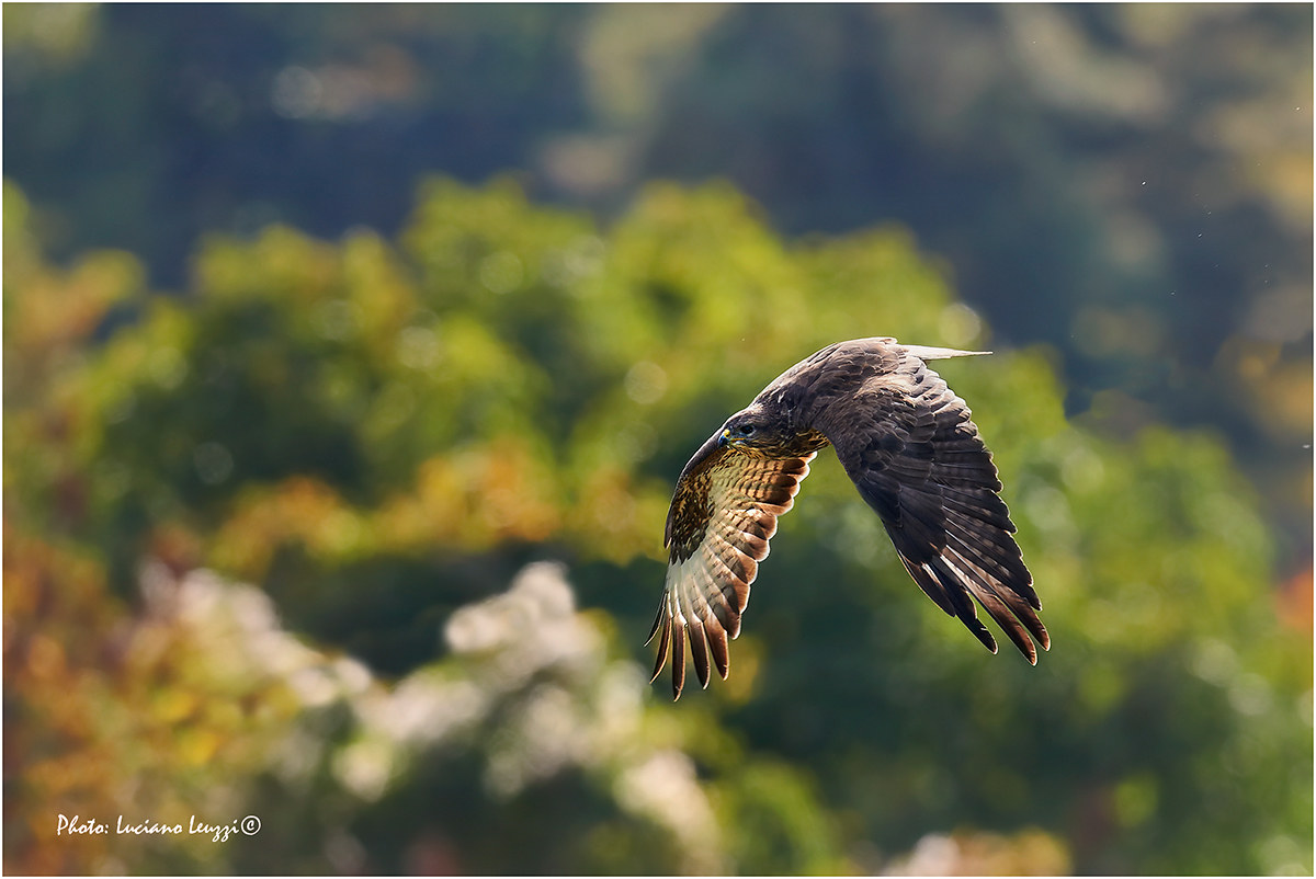 Poiana nostrana autumn