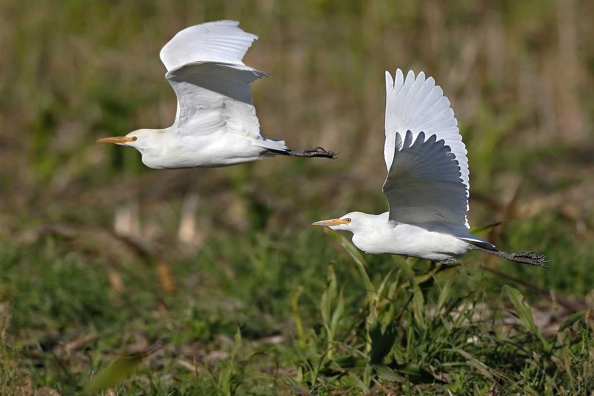 Egrets