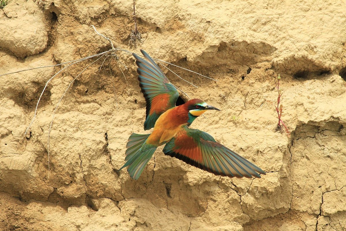 Via dal nido............