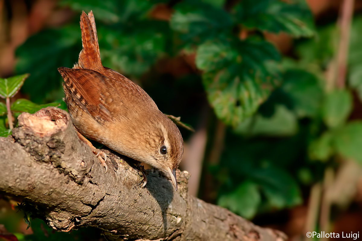 Wren (Troglodytes troglodytes)