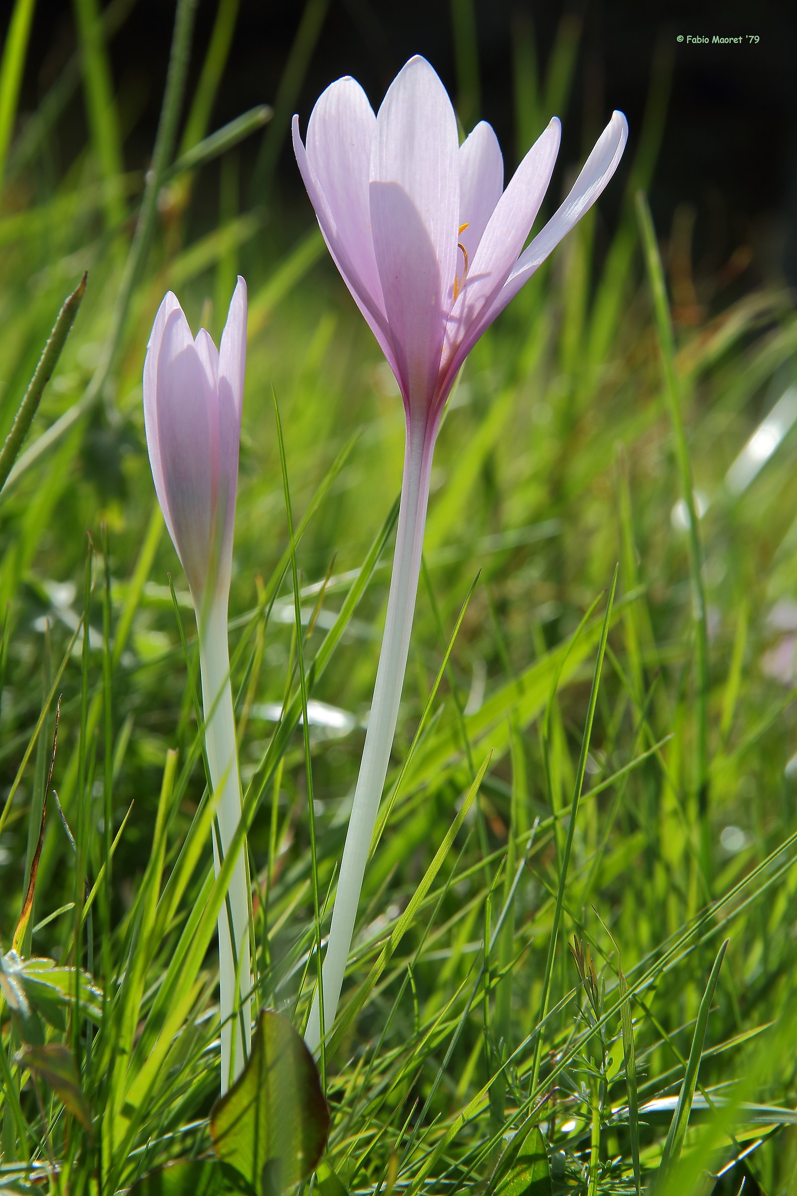 Arriva Il Primo Freddo......Ed Escono I Crocchi