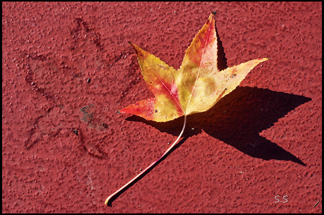 Autunno , impronta ,luce,ombra,.il colore della luce