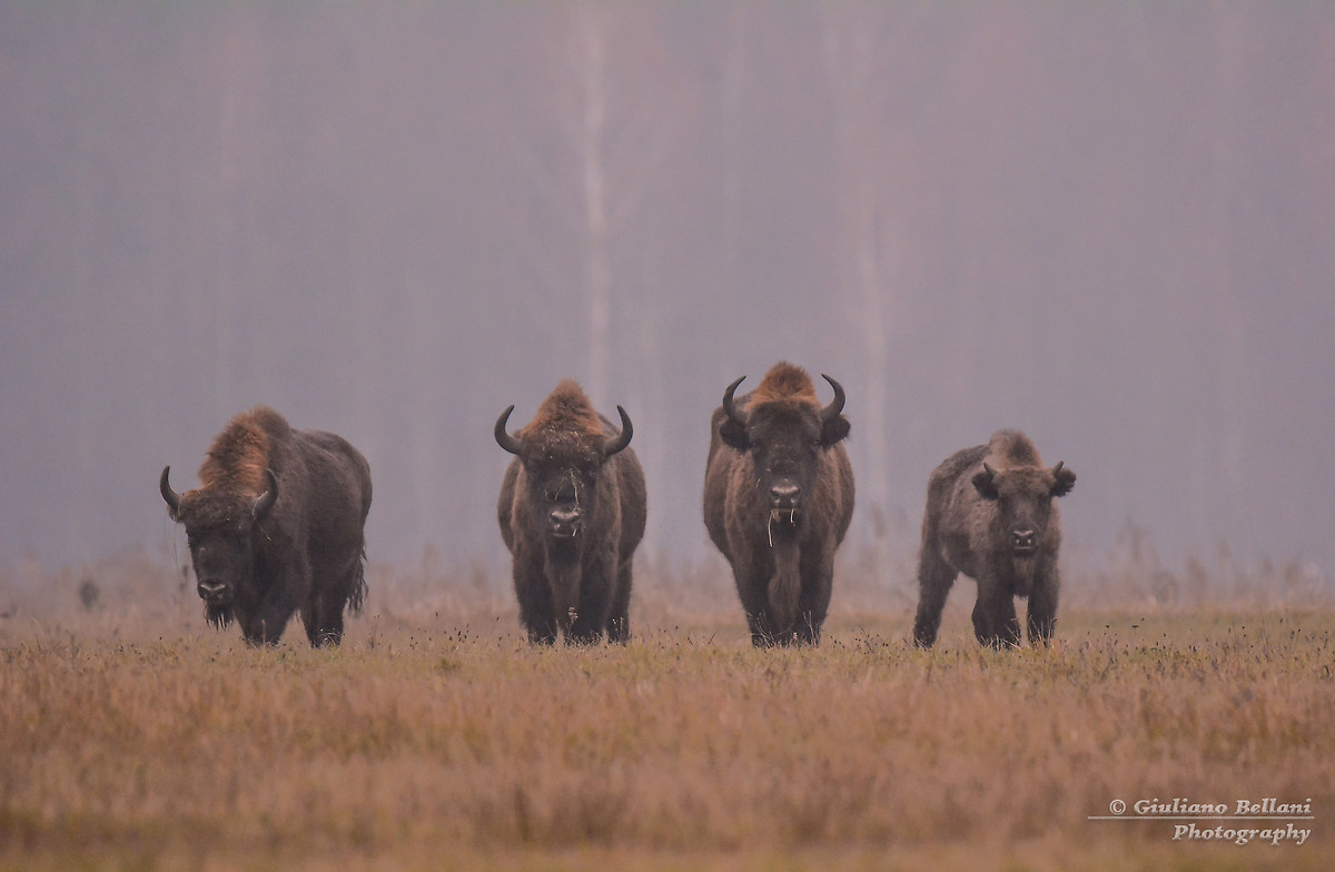 Bisonte Europeo Bialowieza Polonia