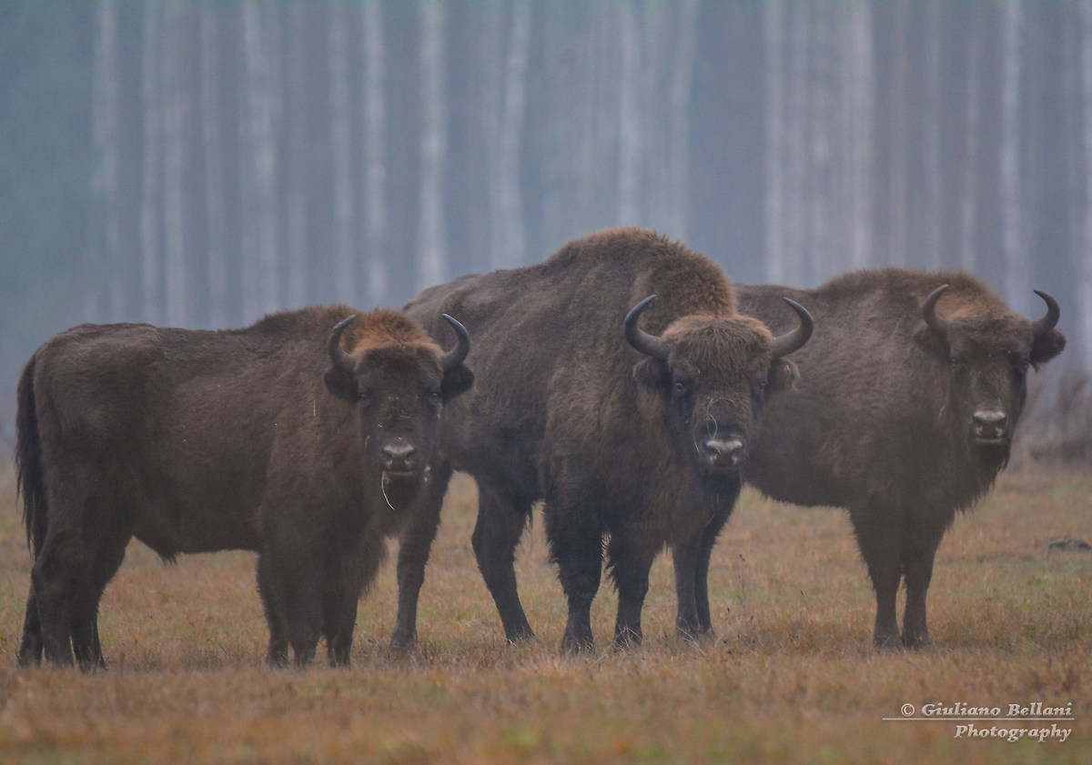 European bison Bialowieza