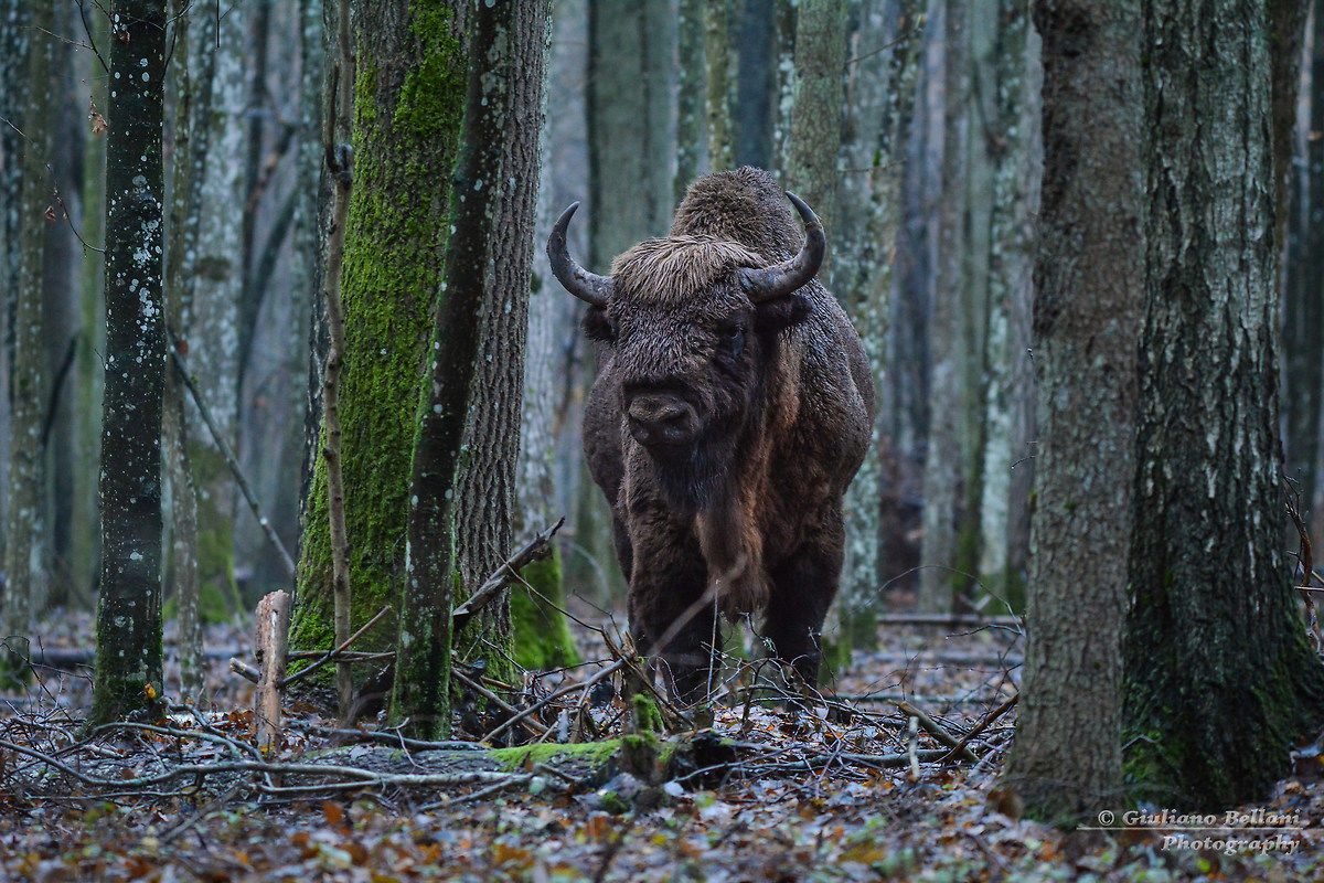 Bisonte Europeo Bialowieza Polonia