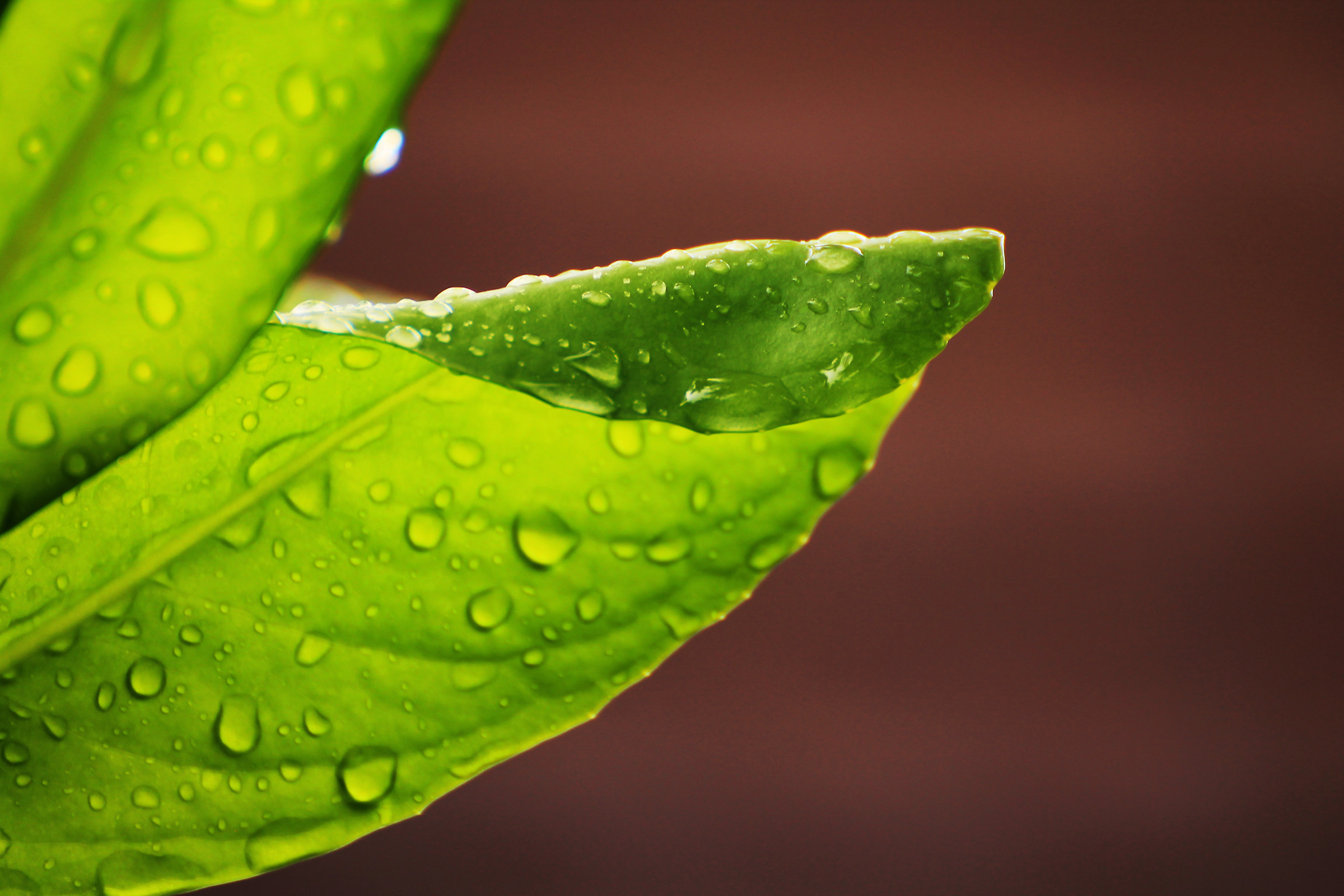 La foglia e le gocce