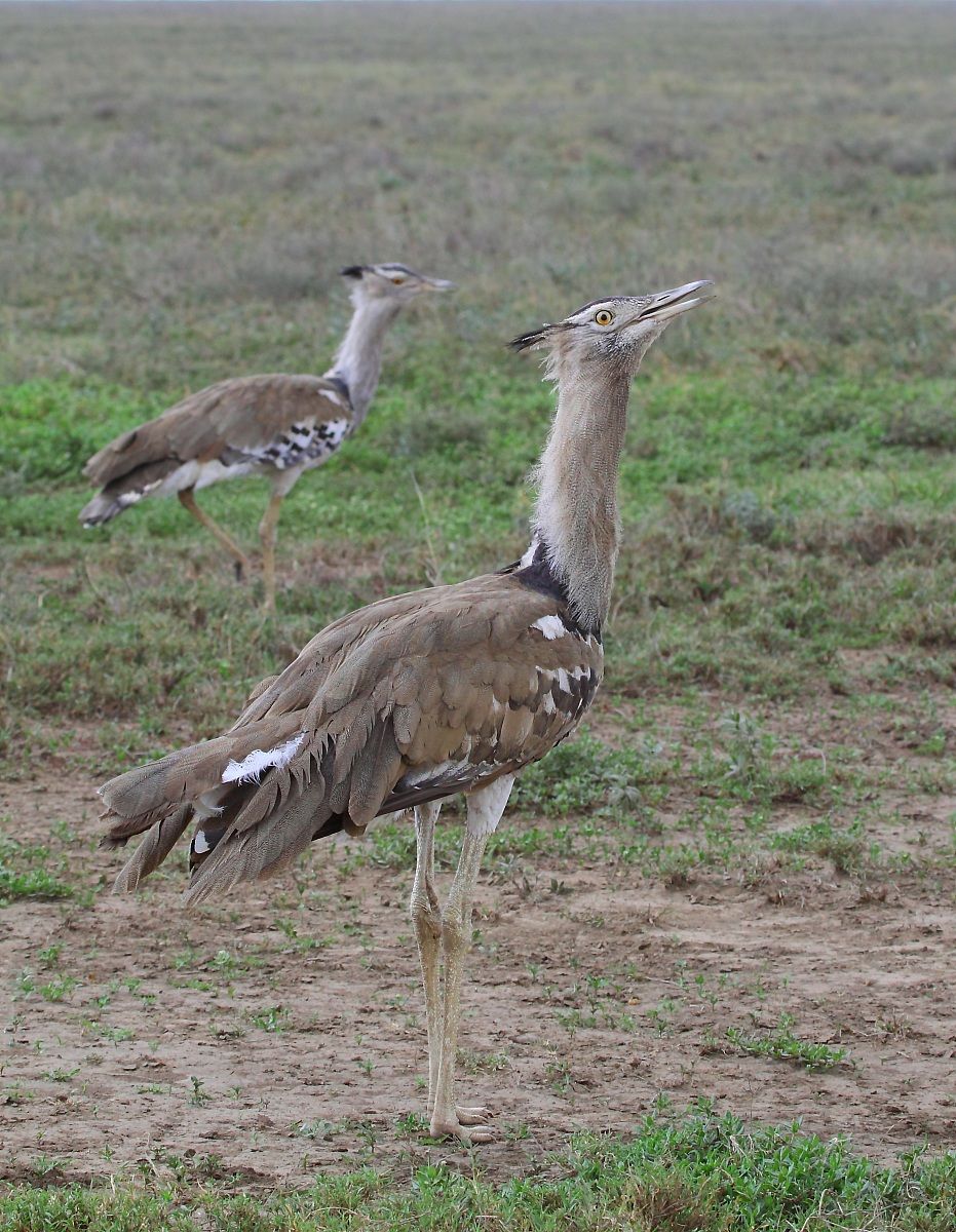 Kori Bustard of