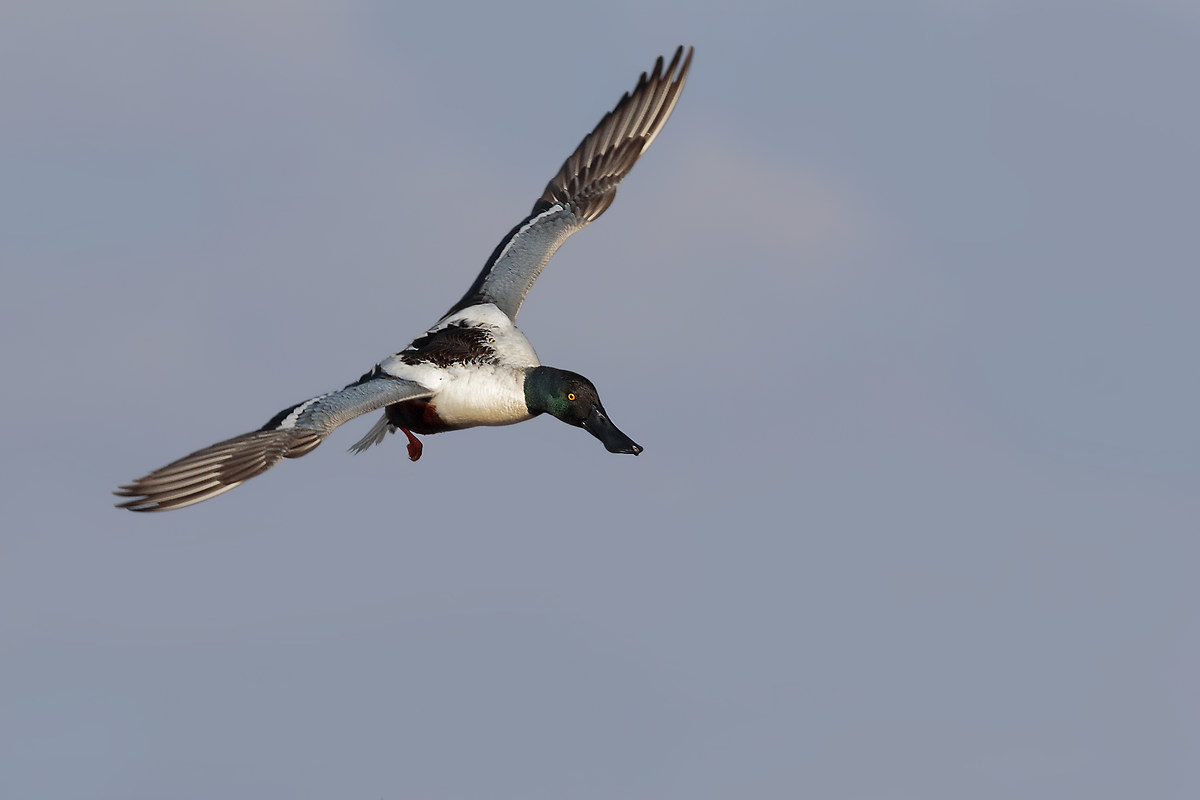 Mestolone che atterra