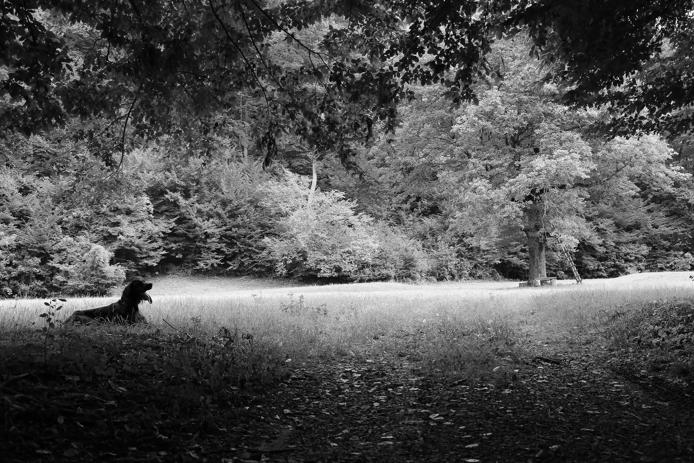 Vieni, c'è una strada nel bosco.