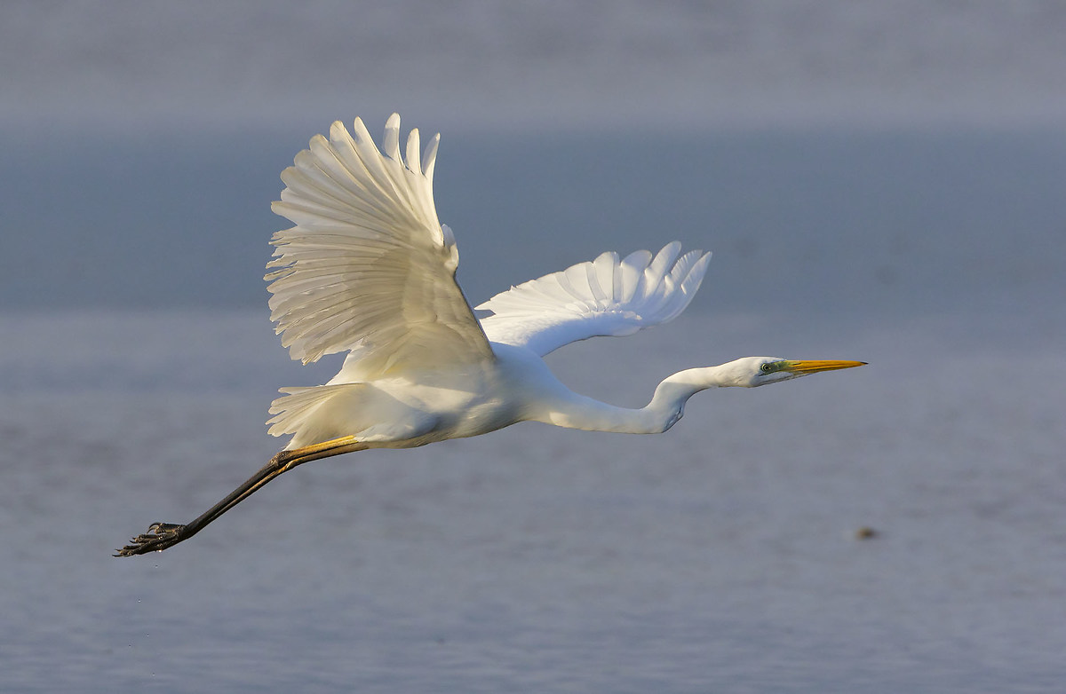 heron the flight at dawn