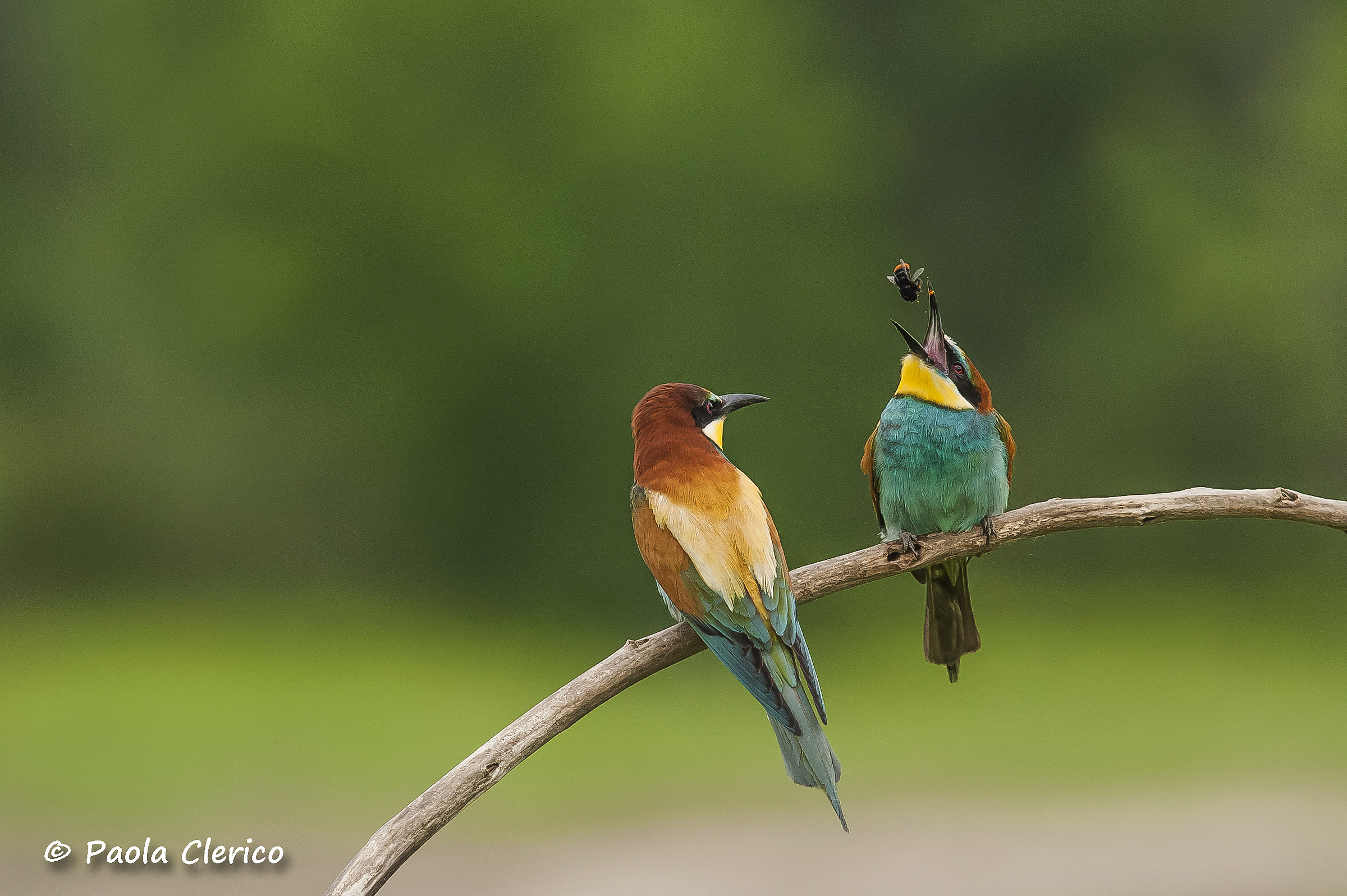 Pair of bee-eaters playful ...