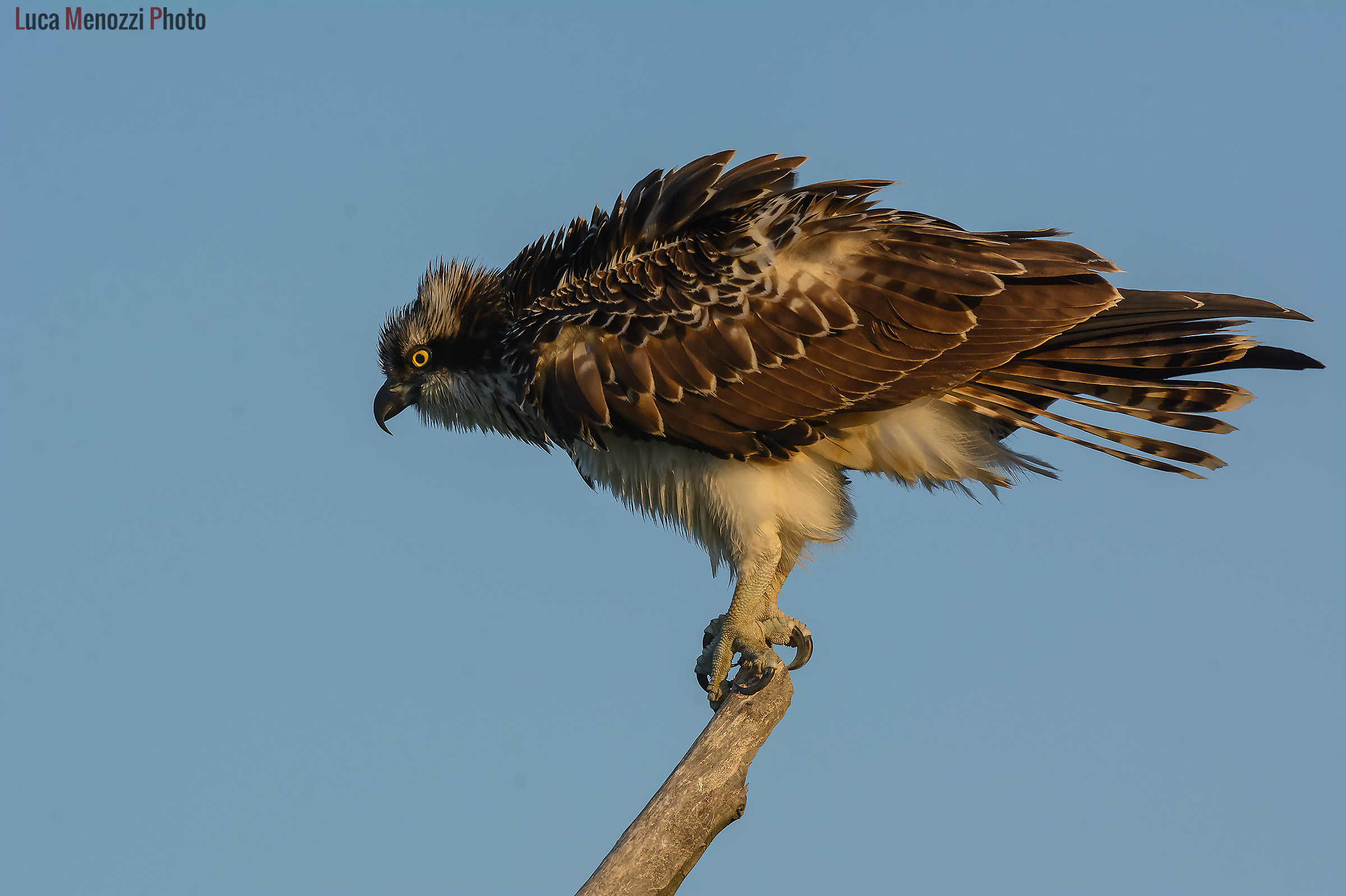 Falco Pescatore arruffato