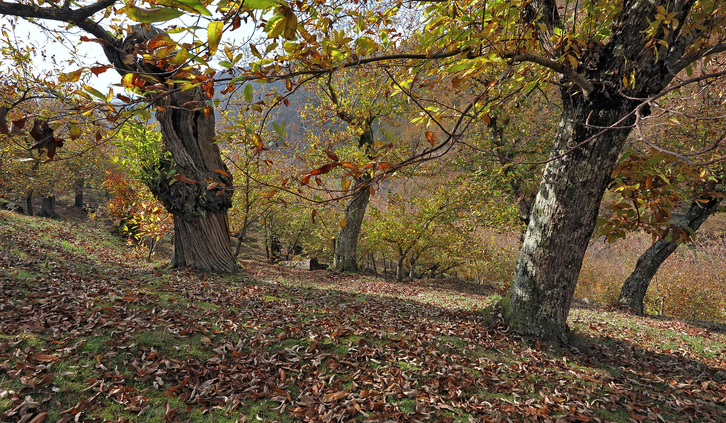 Autunno nel Castagneto