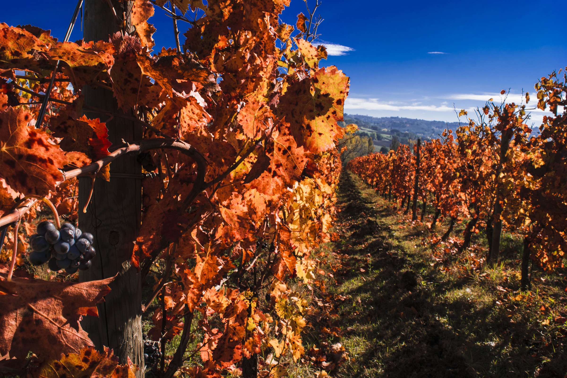 The way of Sagrantino