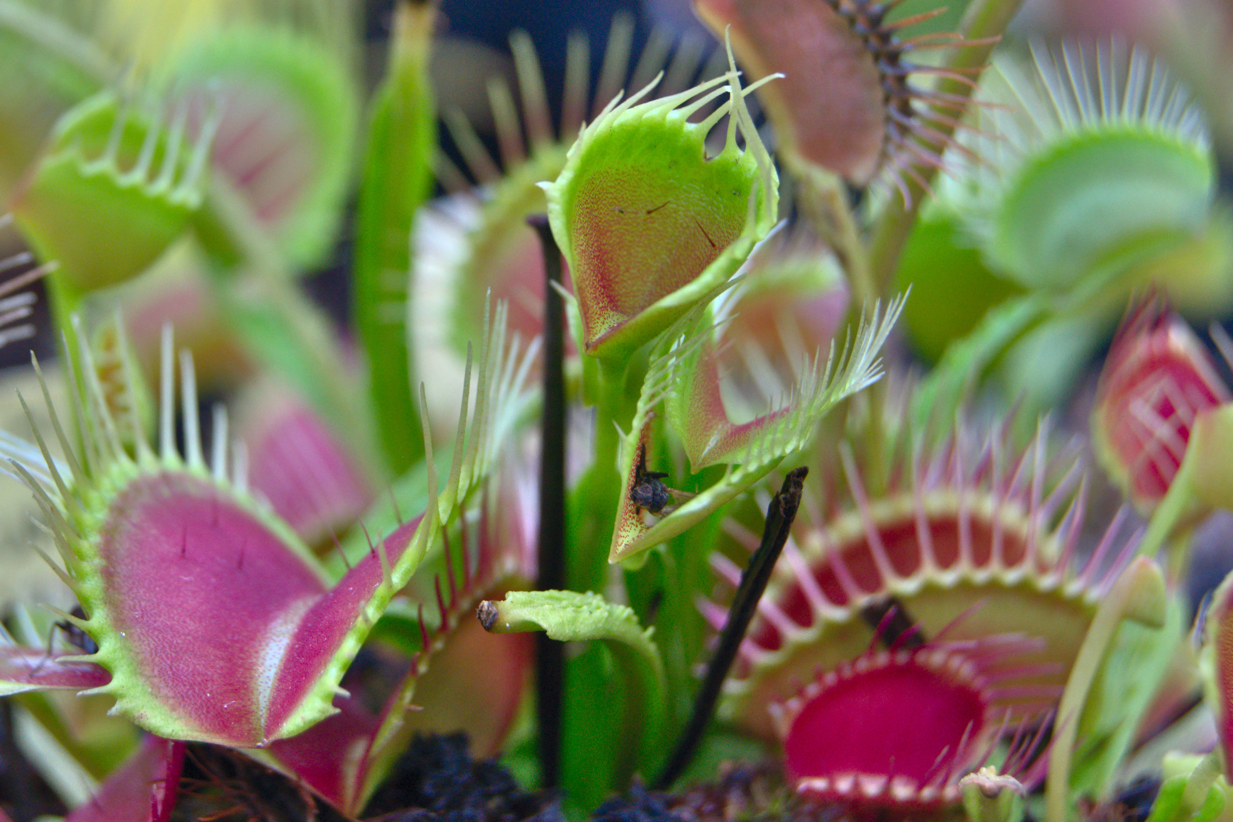 Dionaea muscipula "Funnel Trap"