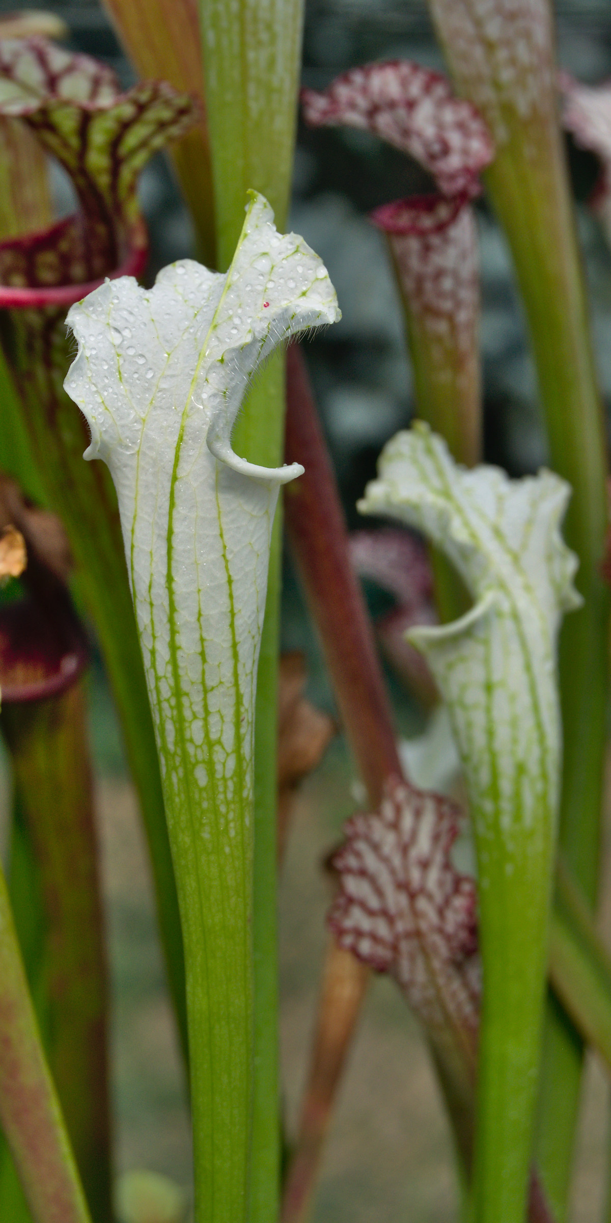 Sarracenia leucophylla var. dawn