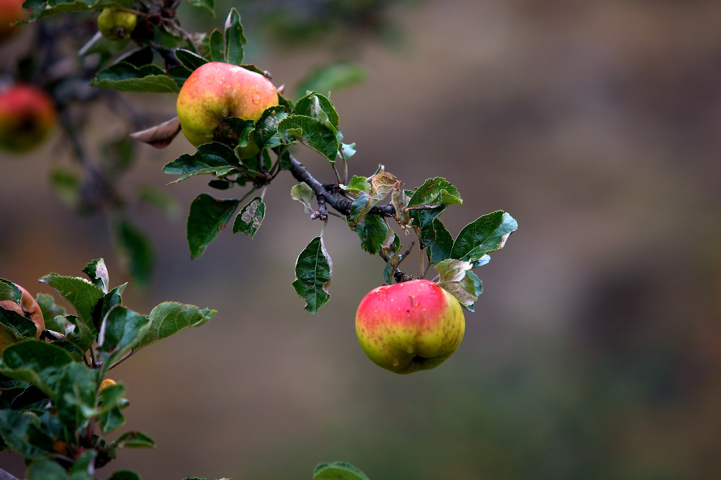 feast of apples to Antey