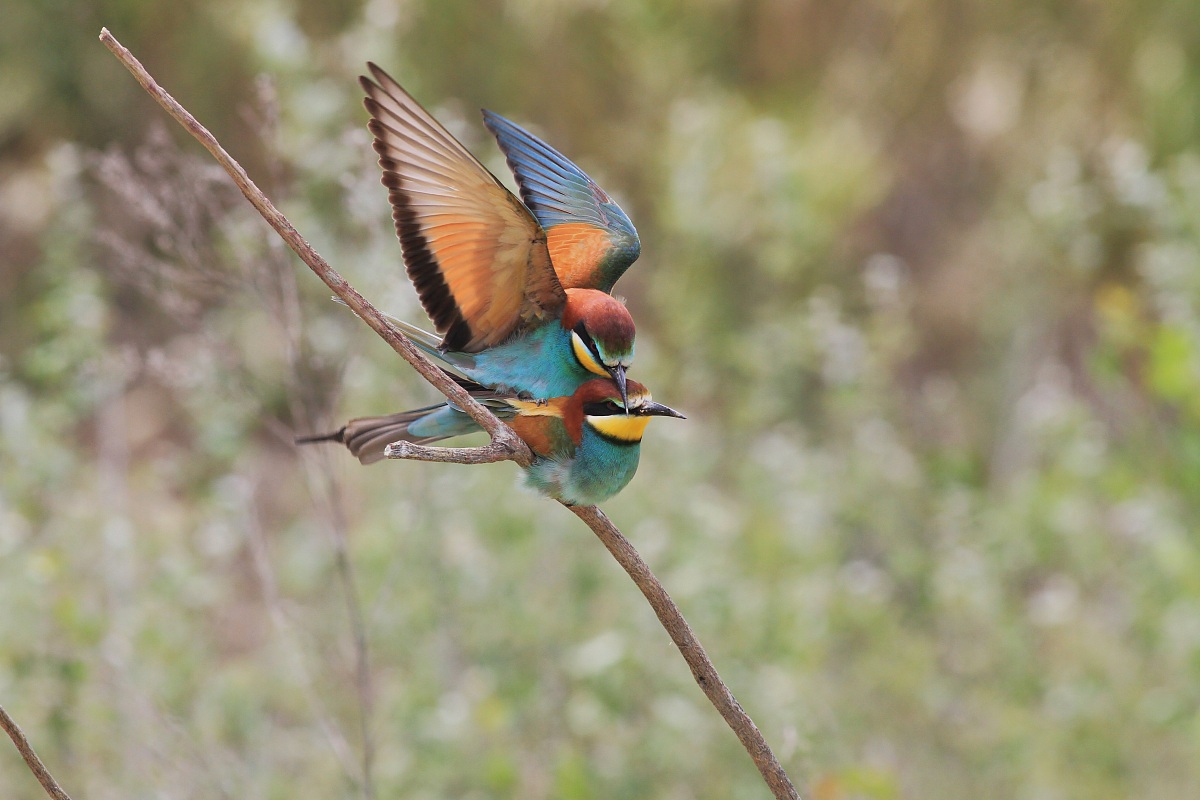 inieme.......................