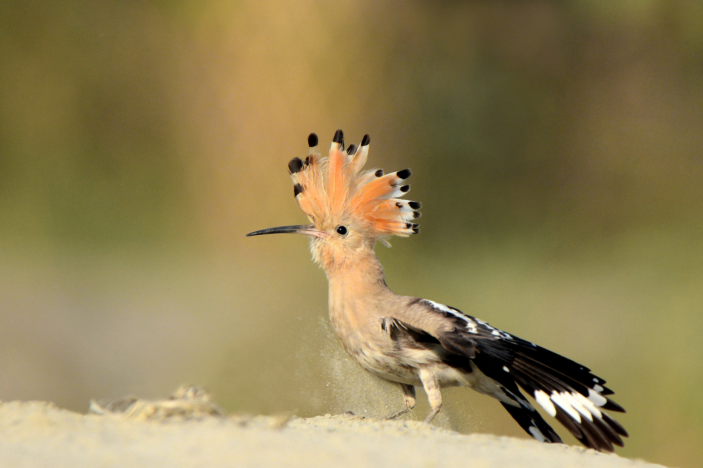 Eurasian hoopoe