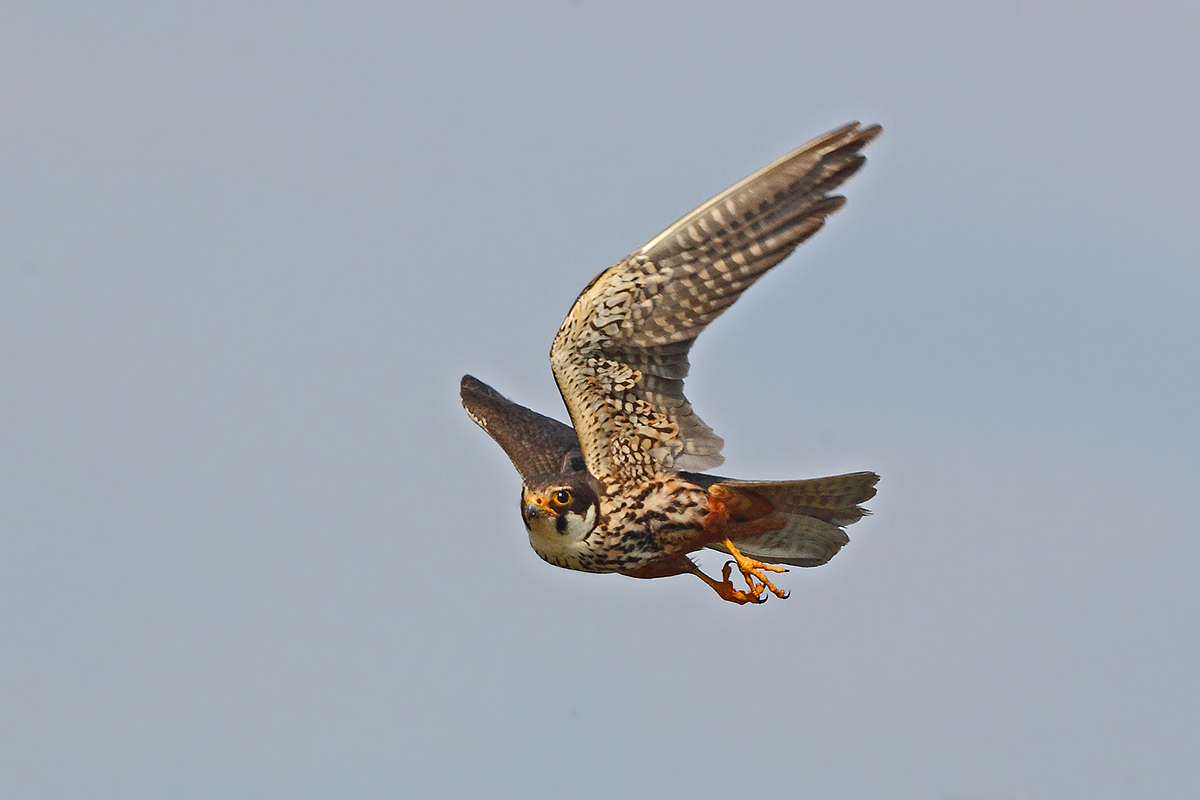 Hobby in flight
