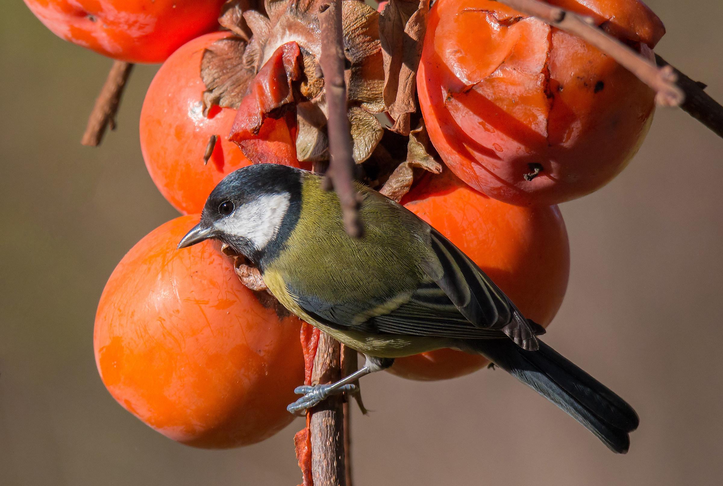 The great tit gourmand