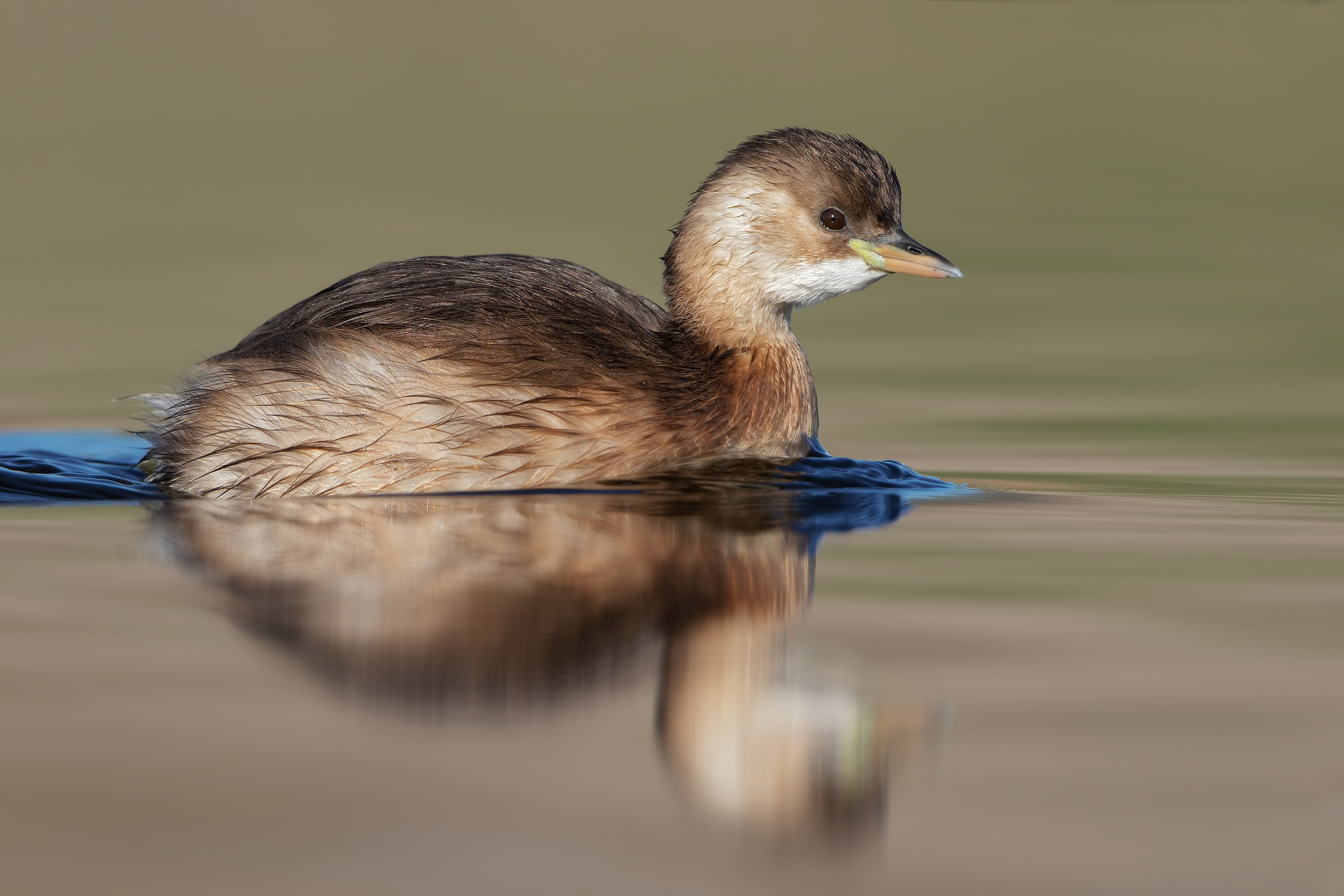 Un 4000 px per Lorenzo ( tuffetto )