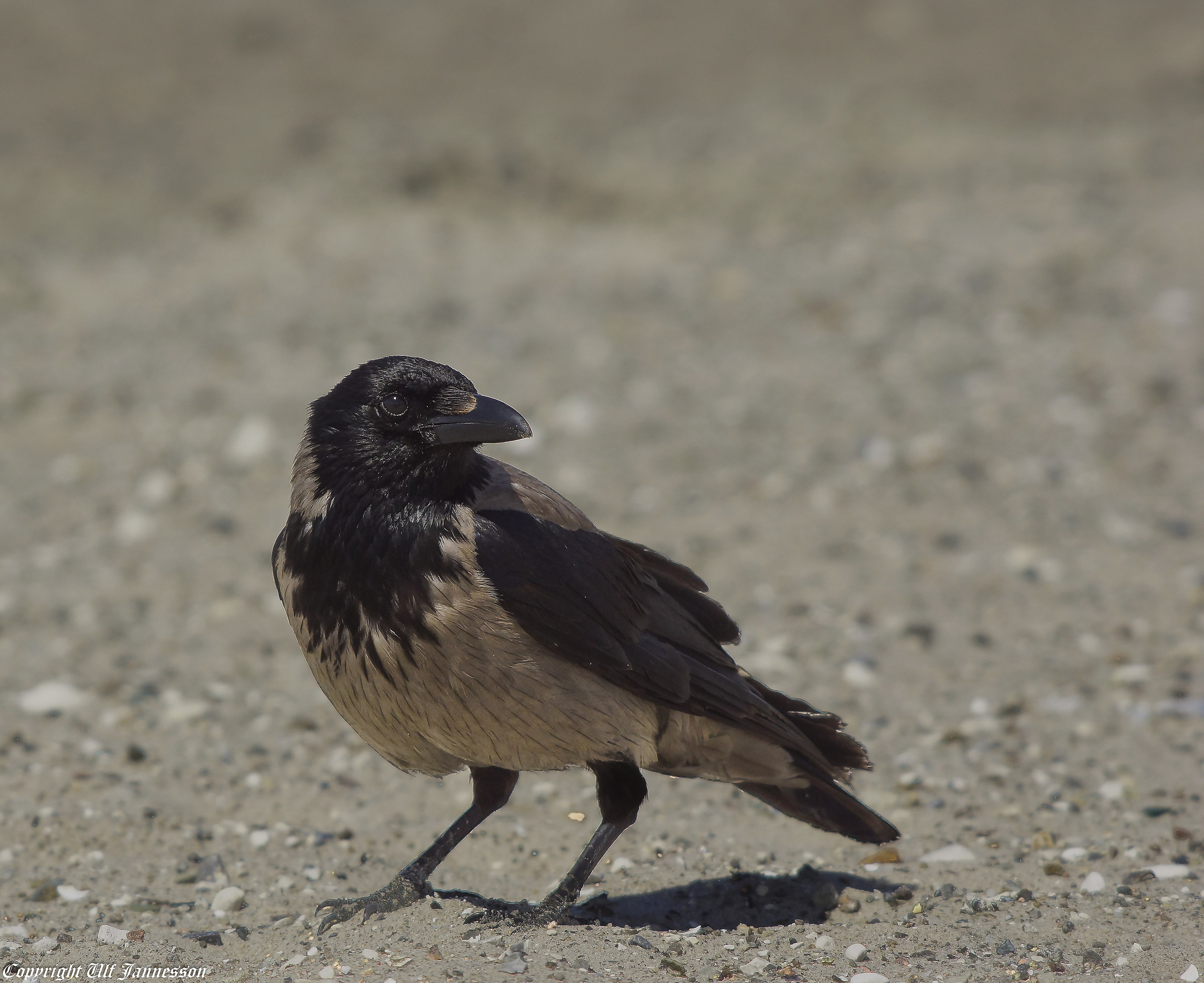 Corvo sulla spiaggia