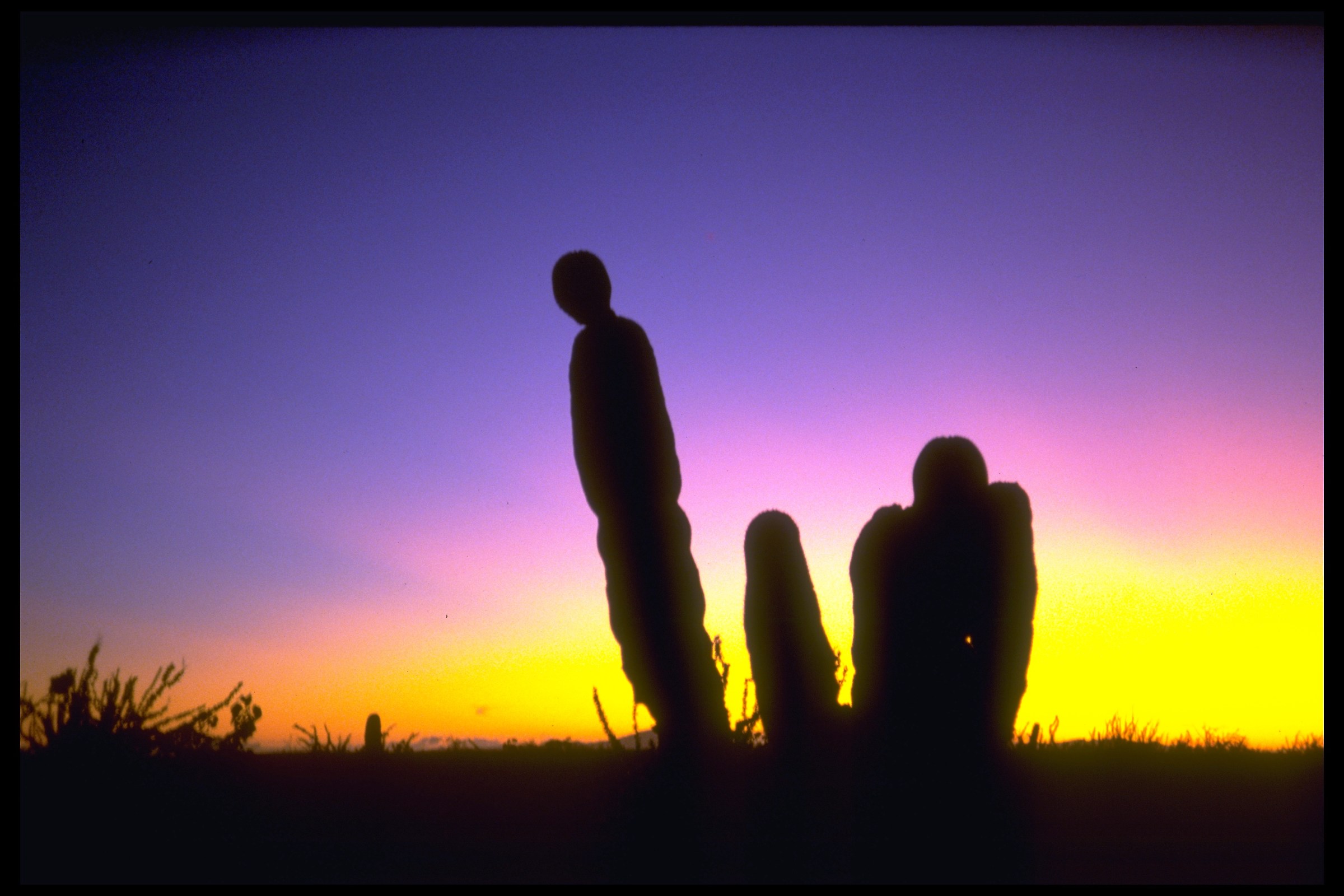 Cactus al tramonto