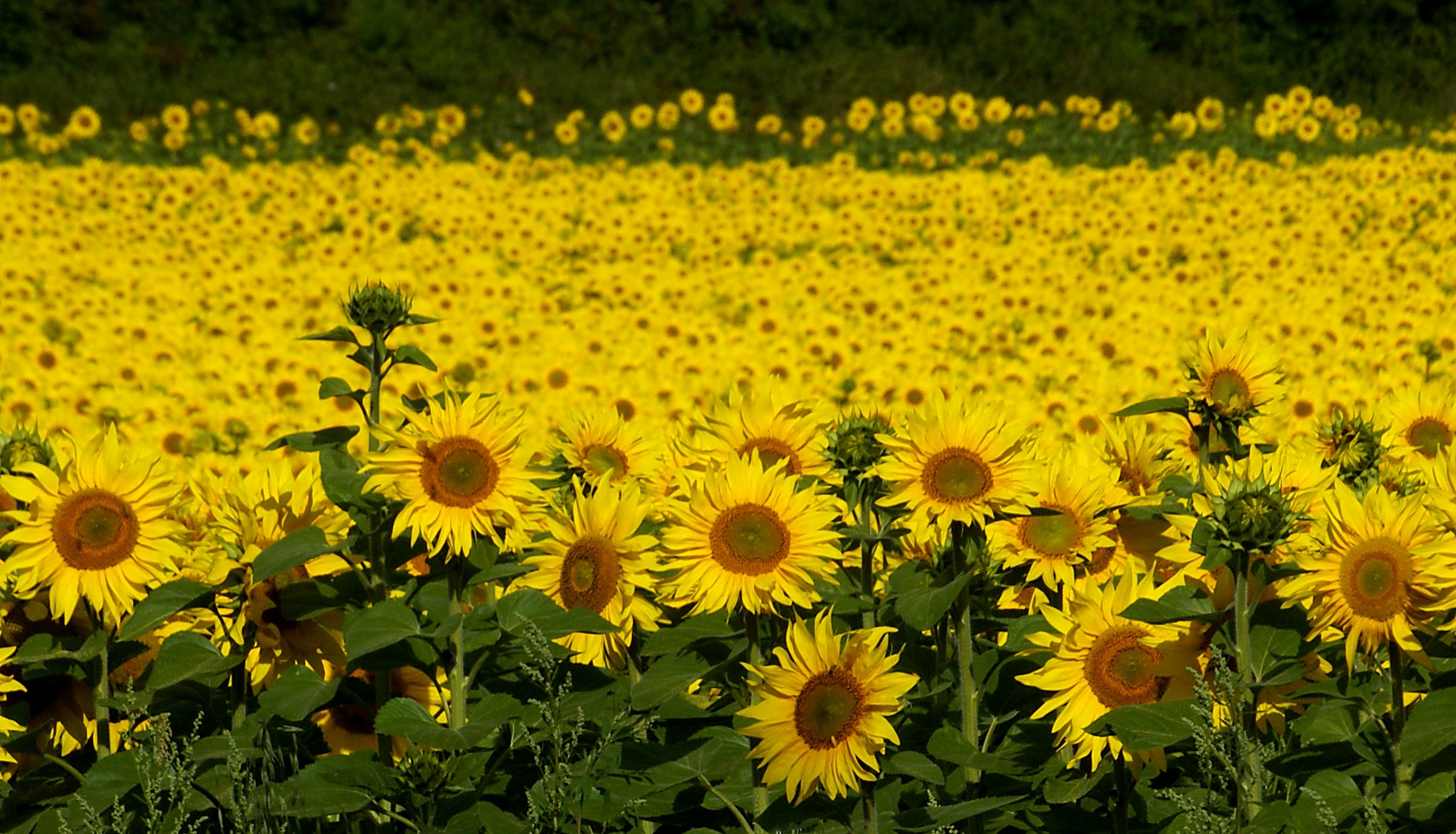 Yellow Sea in Auverge