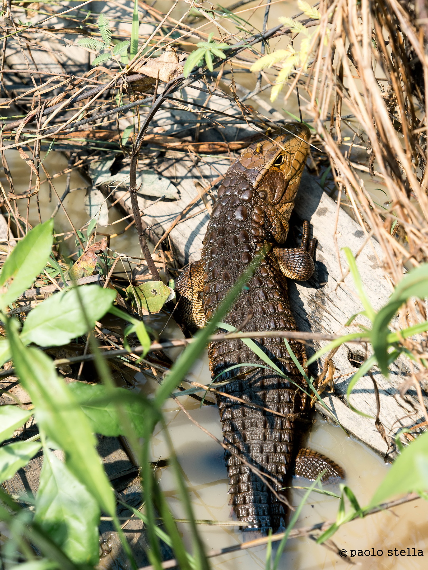 caiman lizard