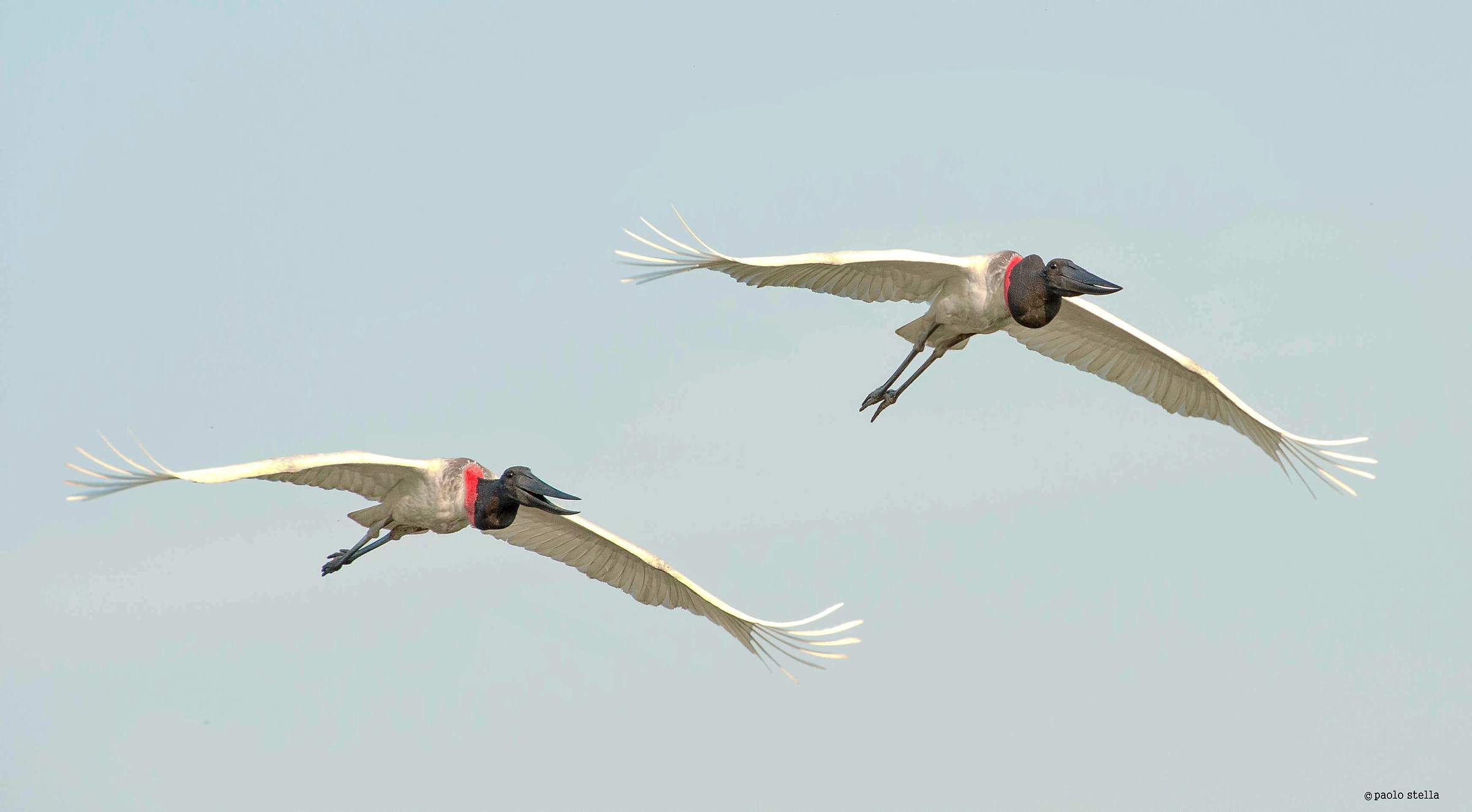 the flight of the jabiru