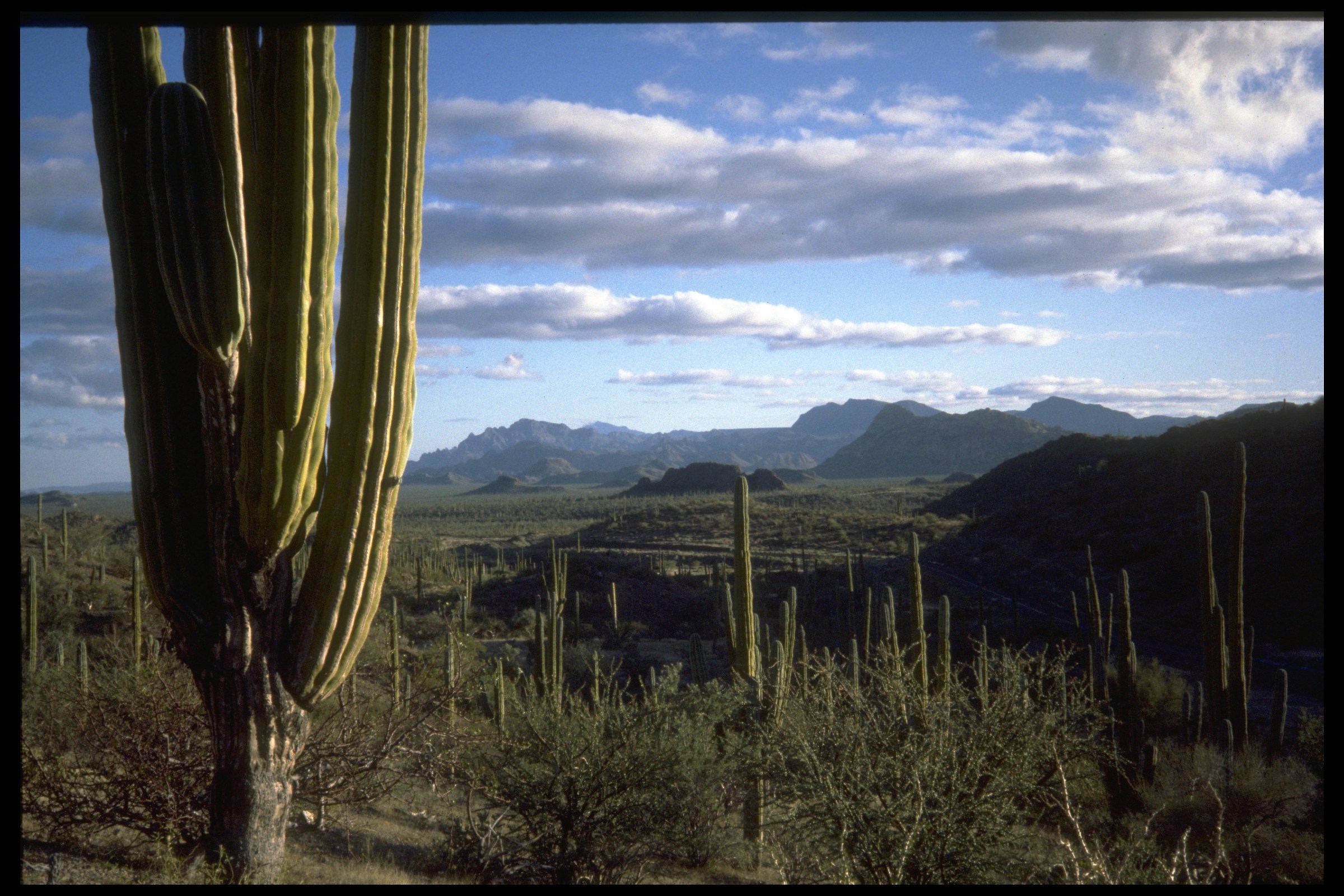 Cactus Forest Baja California Mexico